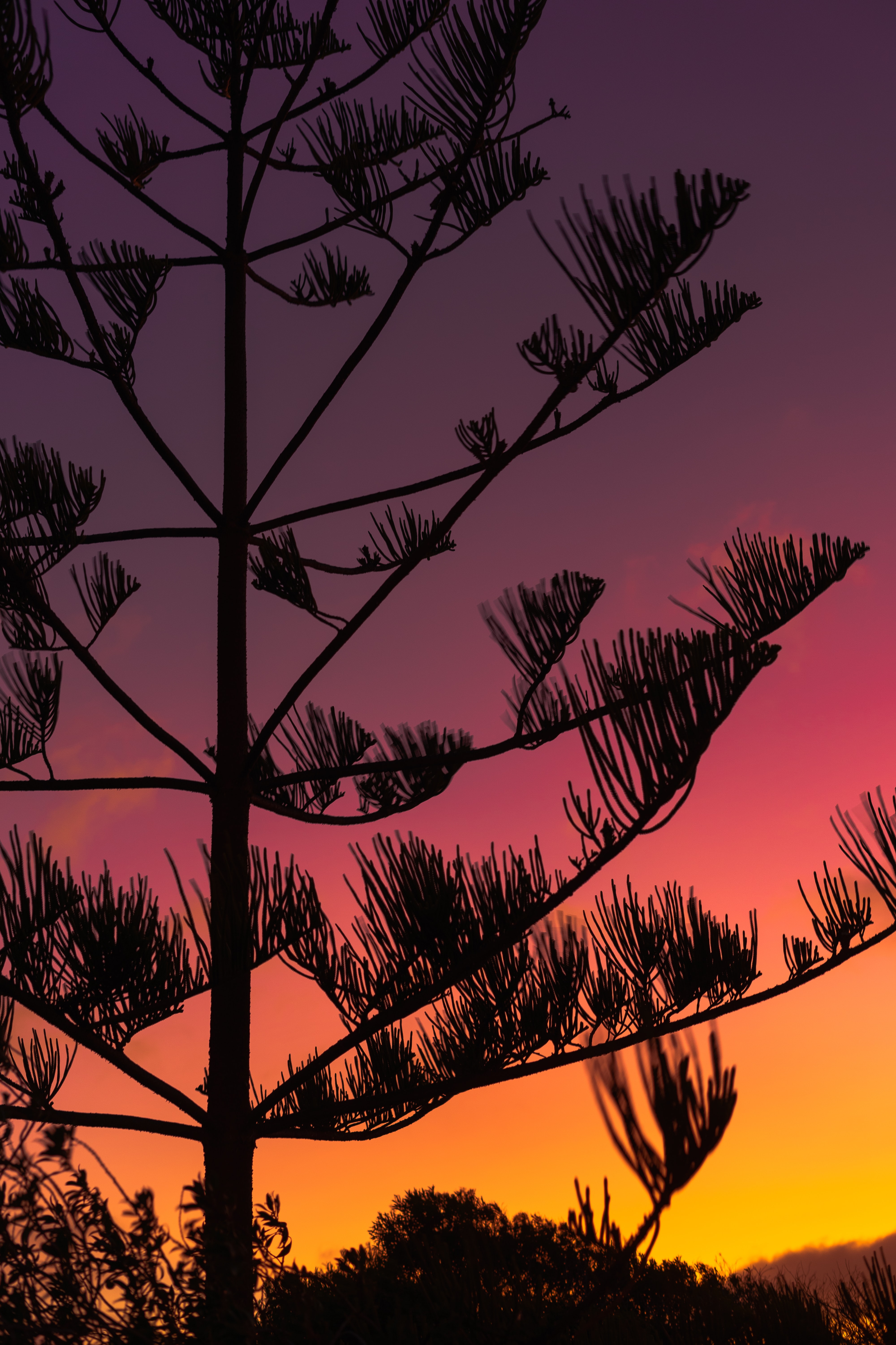 Download mobile wallpaper Branches, Dusk, Wood, Tree, Sunset, Twilight, Silhouette, Dark for free.