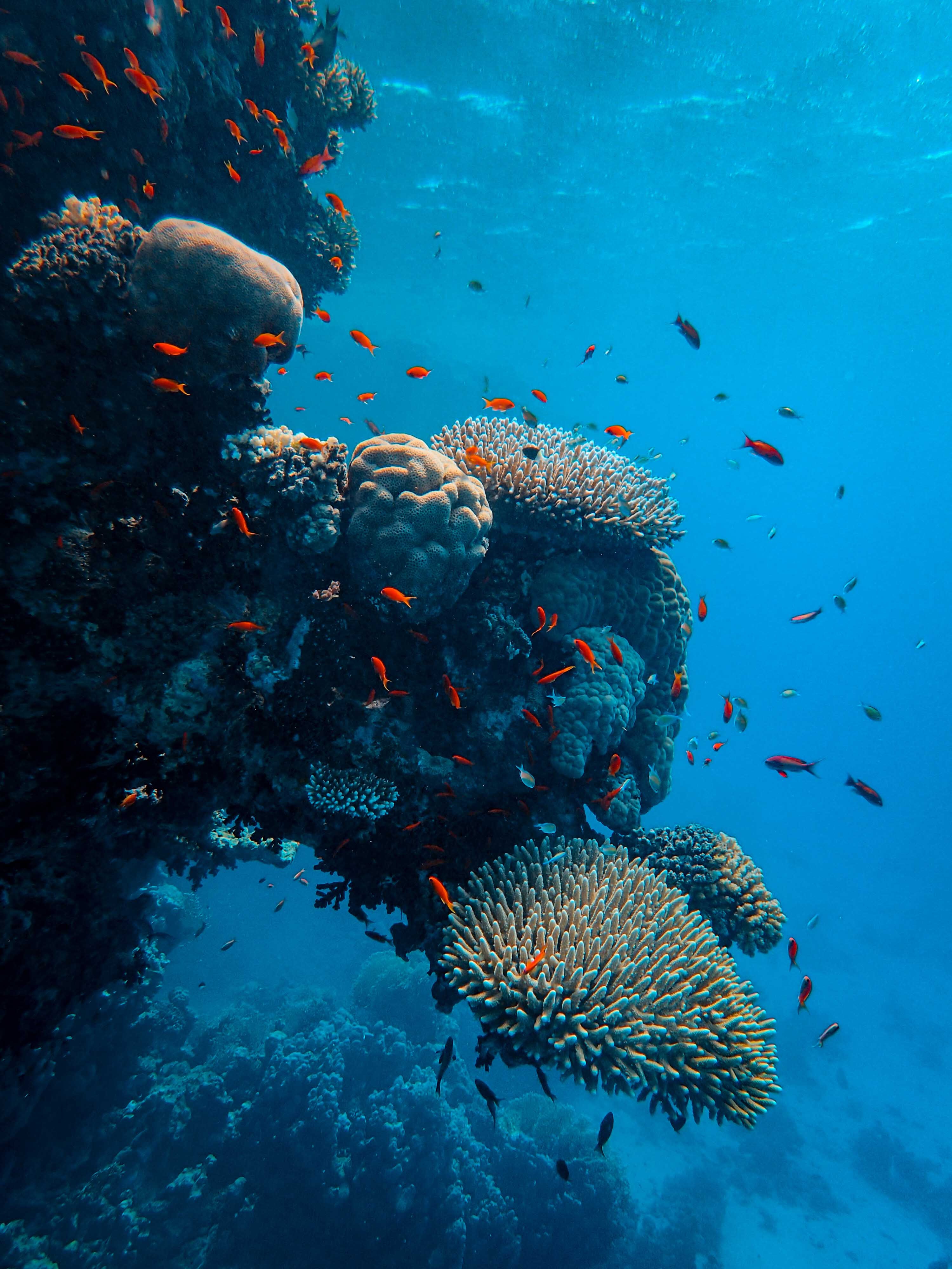 150809 télécharger le fond d'écran océan, monde sous marin, coraux, poissons, nature - économiseurs d'écran et images gratuitement