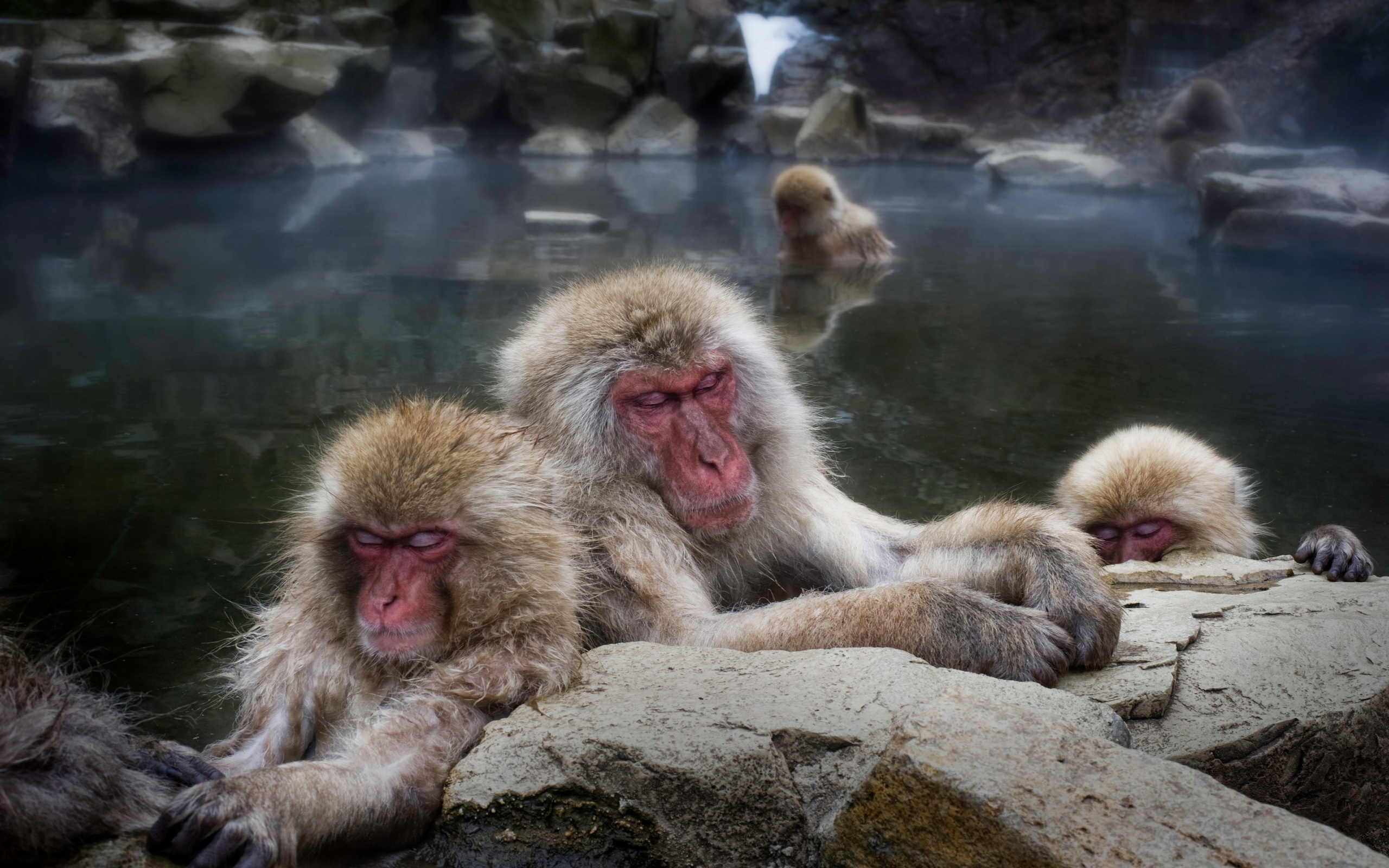 monkeys, animal, japanese macaque