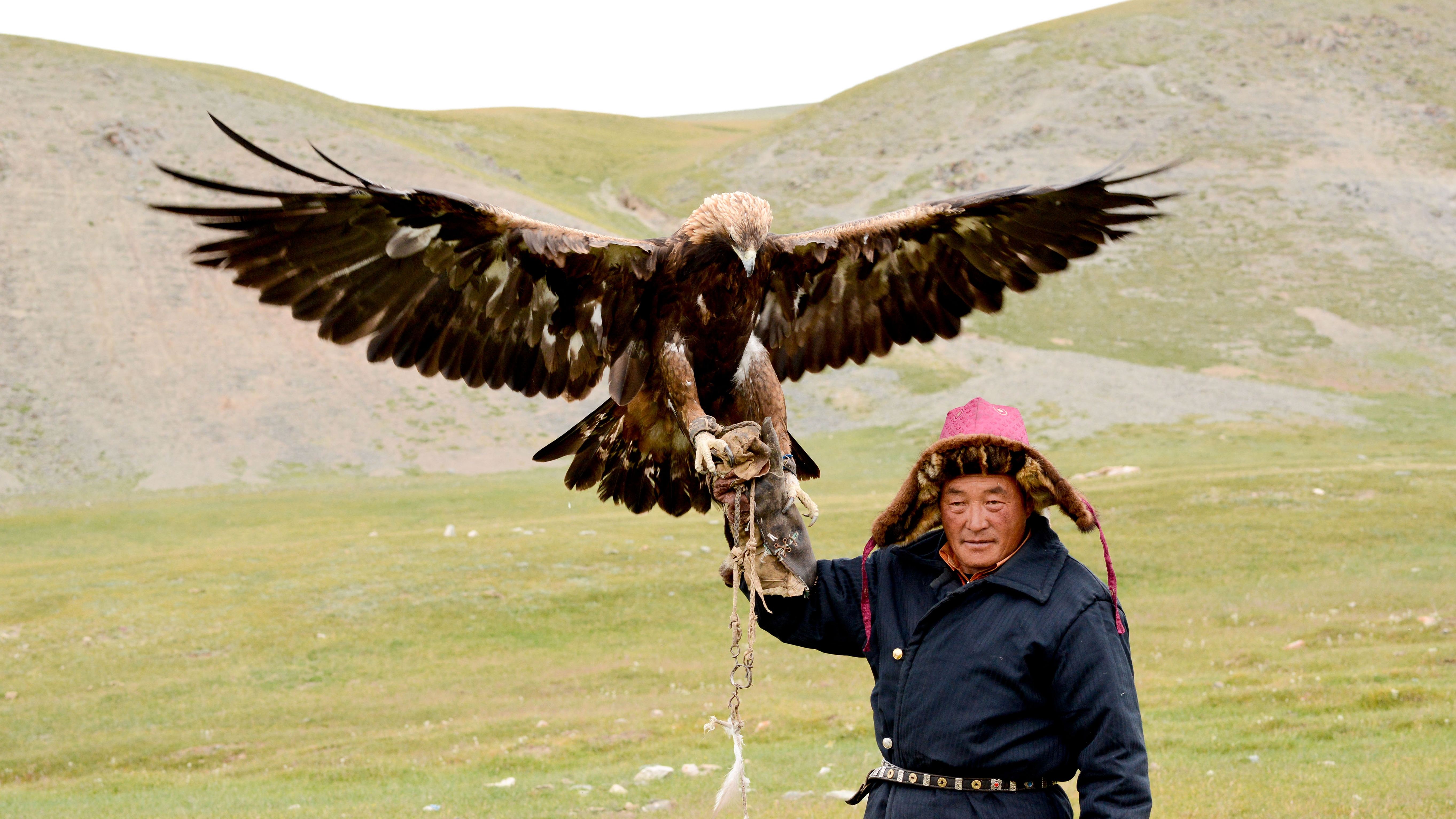 Птица Беркут в Узбекистане