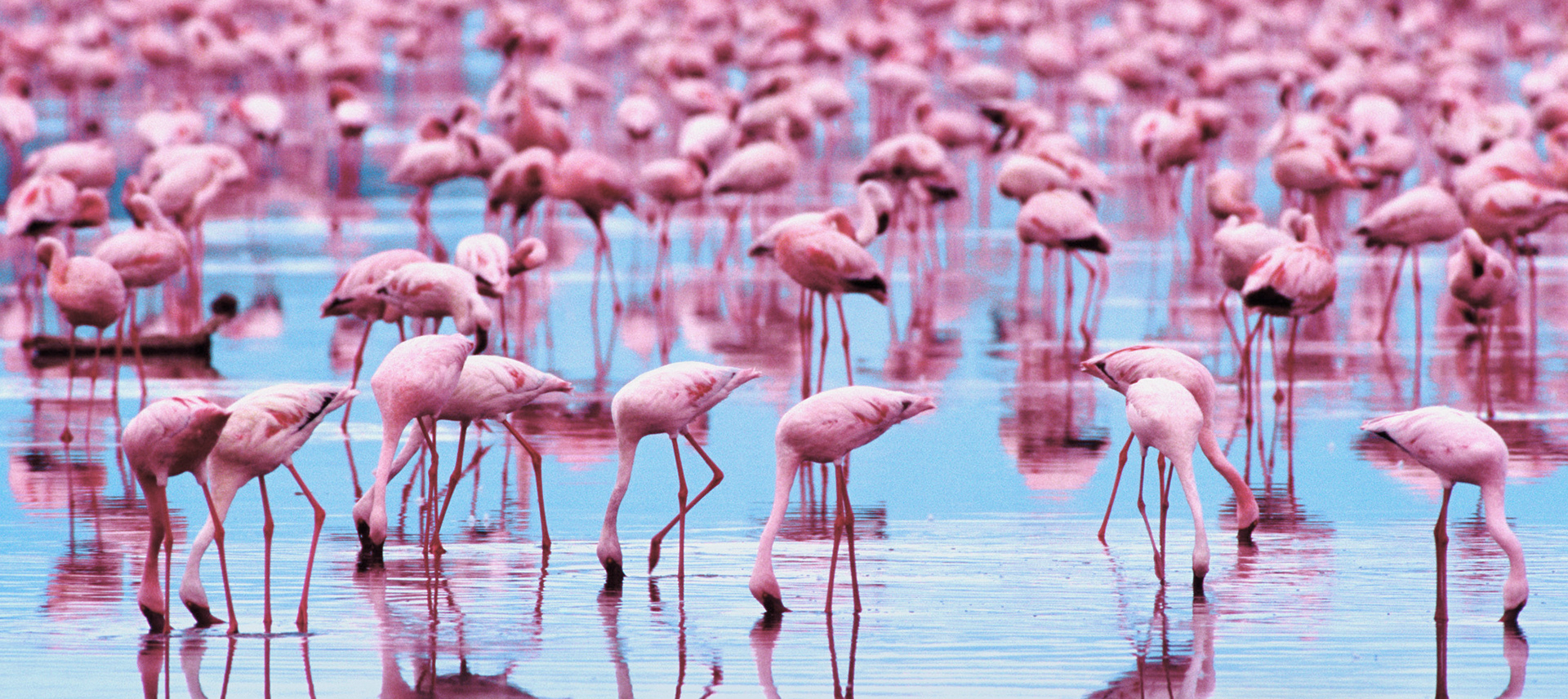 186722 baixar imagens animais, flamingo, aves - papéis de parede e protetores de tela gratuitamente