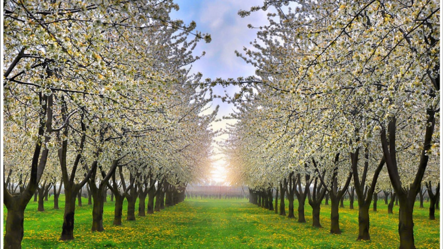 Аллея цветущих яблонь