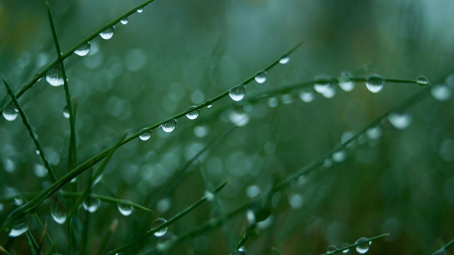 Дождь на траве
