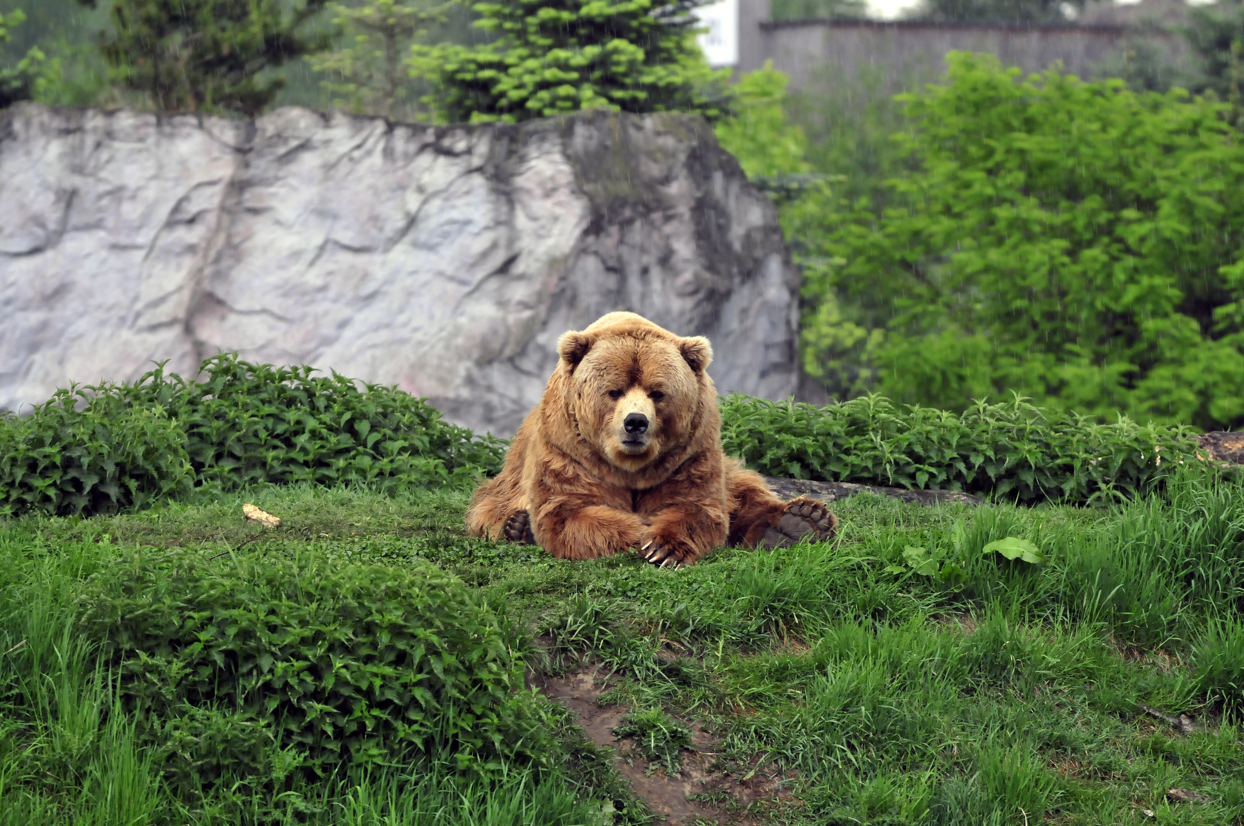 cool, animals, bear, grass, lie, to lie down, brown HD wallpaper