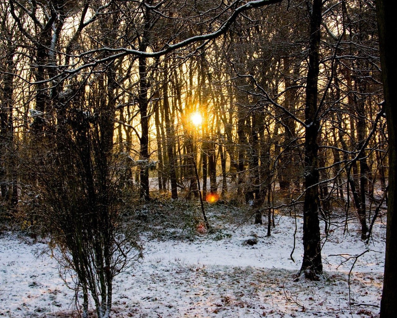 90669 Hintergrundbild herunterladen schnee, natur, bäume, herbst, sun, morgendämmerung, wald, geäst, zweige, kalt - Bildschirmschoner und Bilder kostenlos