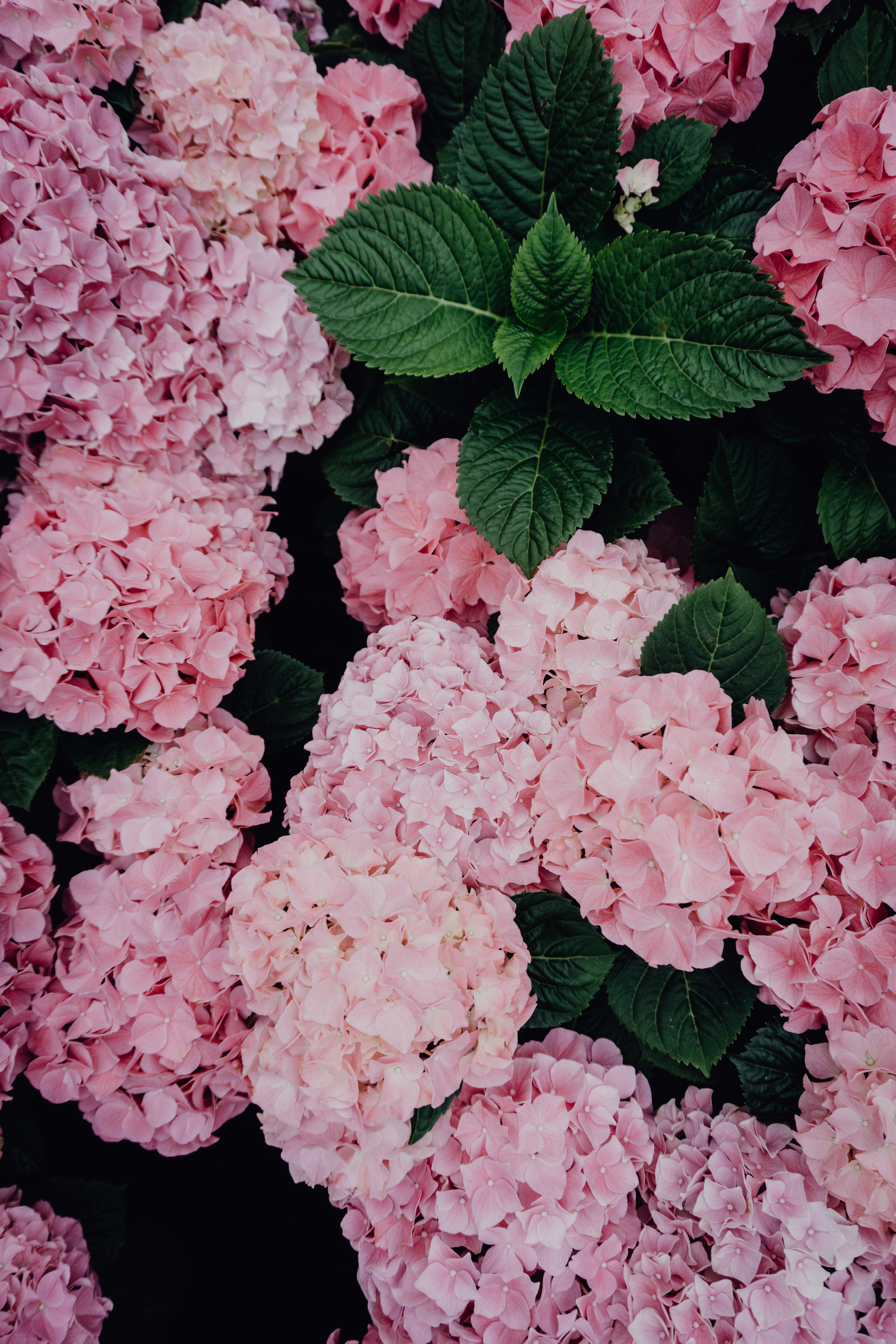 84320 Hintergrundbild herunterladen blumen, rosa, blühen, blühenden, hortensie, blütenstände, blütenstand - Bildschirmschoner und Bilder kostenlos