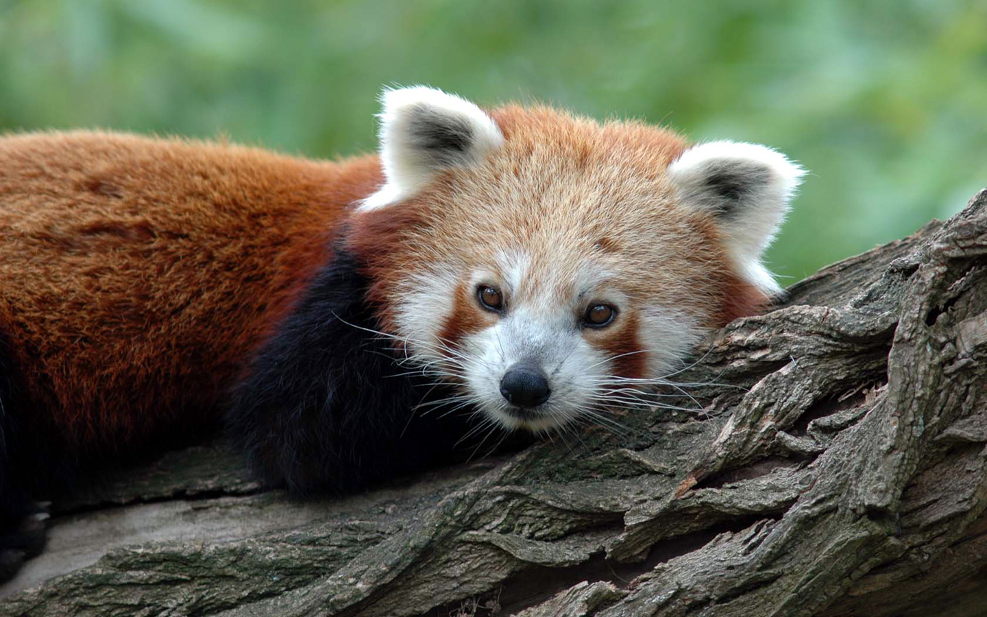 vertical wallpaper animal, red panda