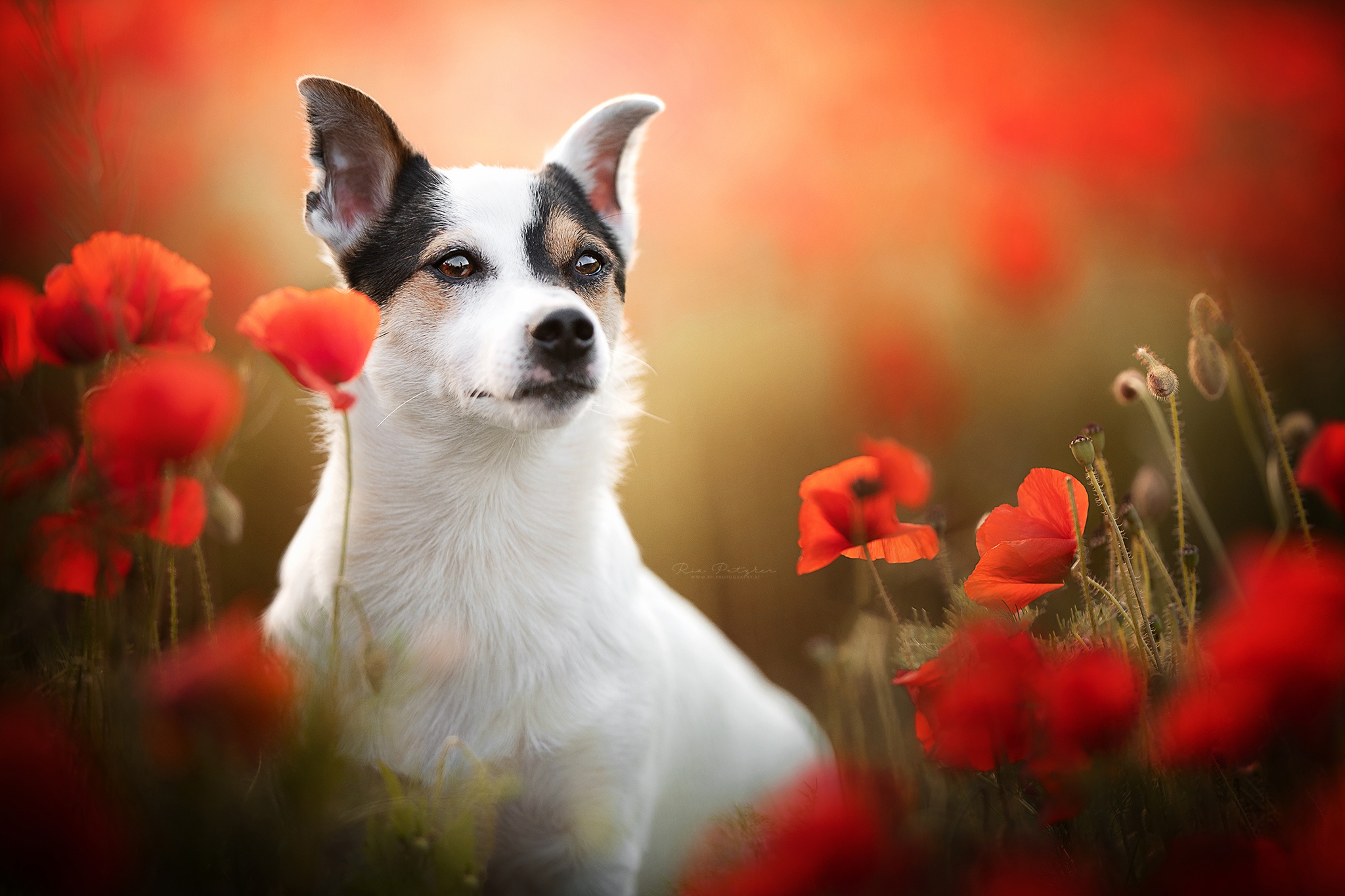 flower, animal, dog, poppy, red flower, terrier, dogs