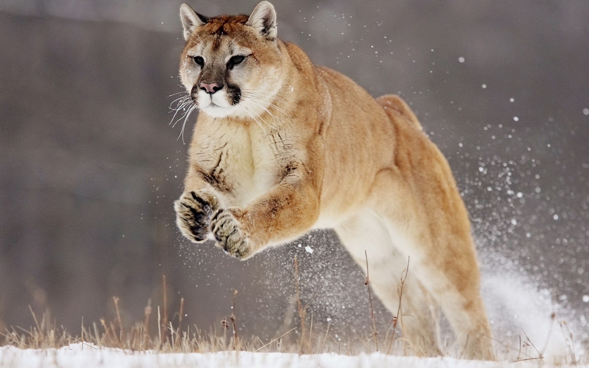 236644 Bild herunterladen tiere, jaguar, löwe, katzen - Hintergrundbilder und Bildschirmschoner kostenlos