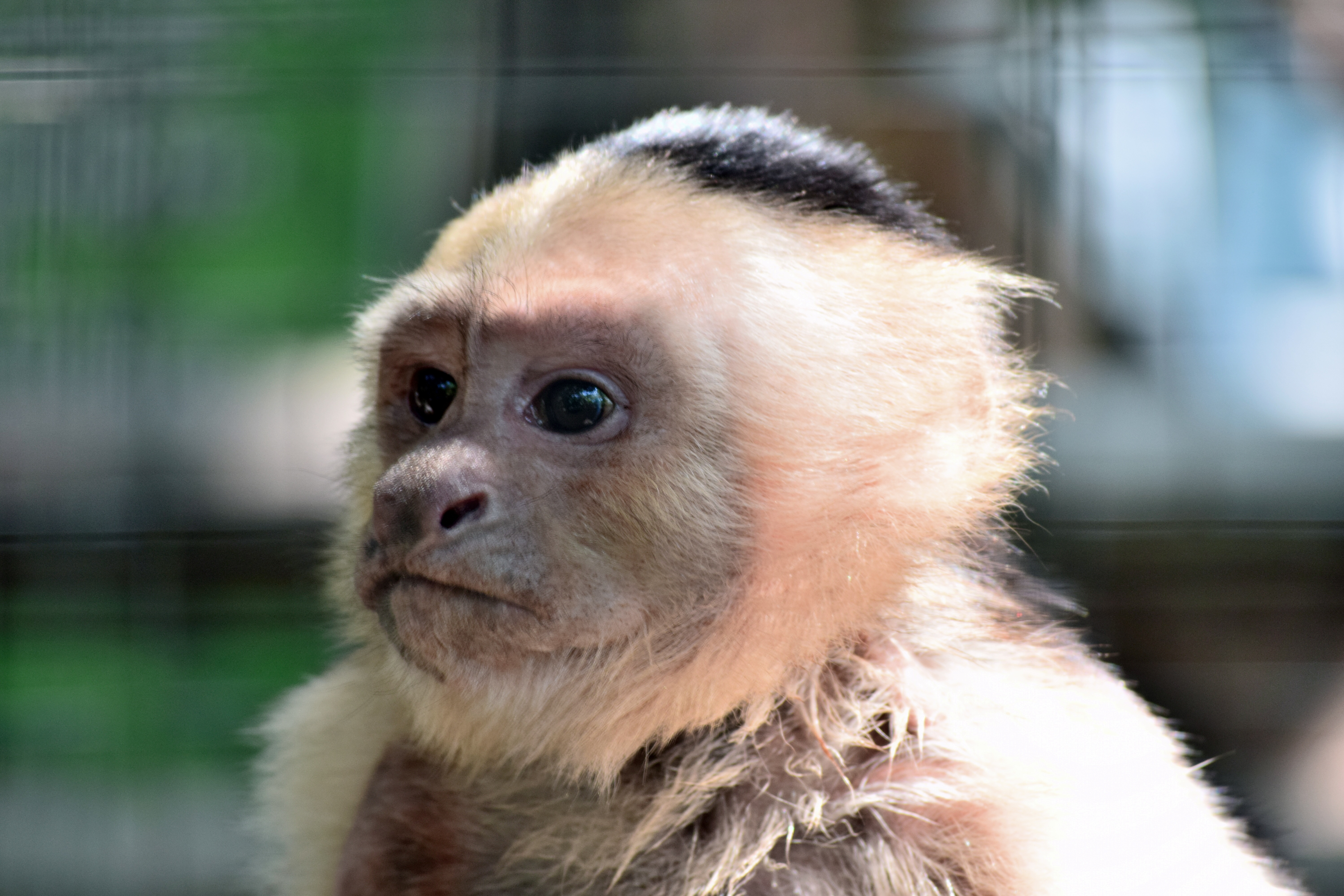 animals, young, muzzle, monkey, joey, marmoset Free Stock Photo