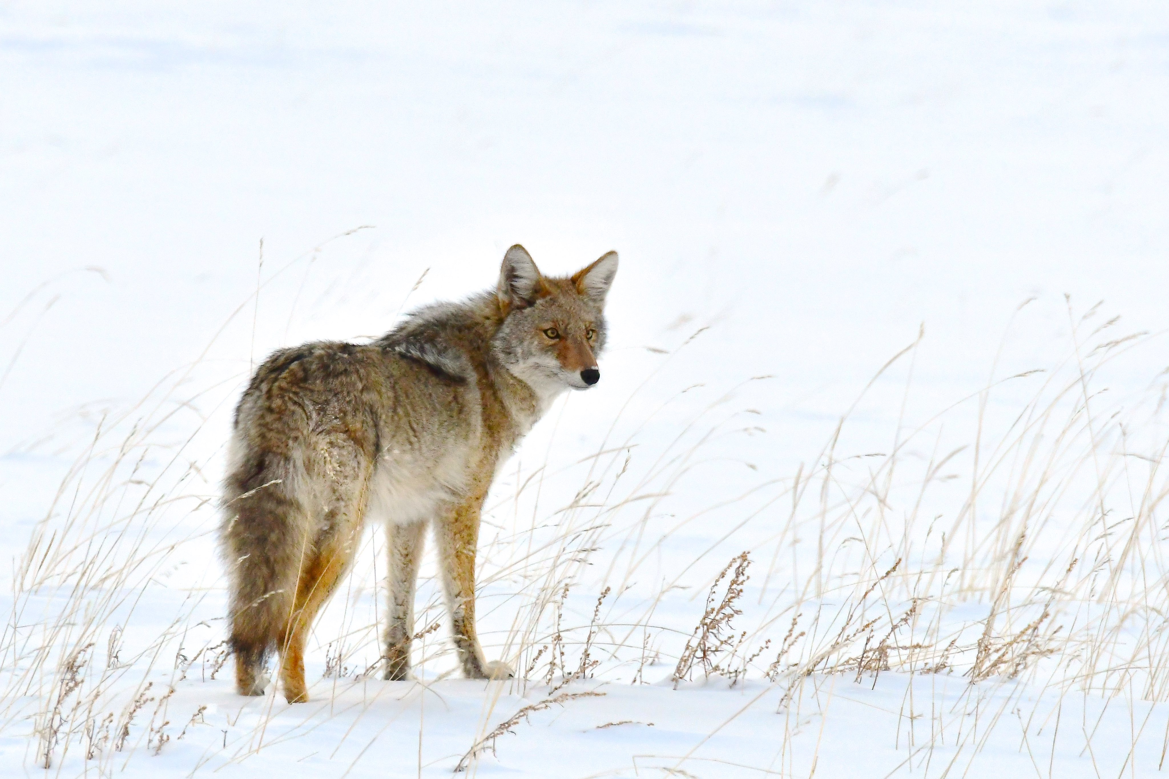Laden Sie das Ein Fuchs, Tier, Flauschige, Predator, Schnee, Raubtier, Fuchs, Tiere-Bild kostenlos auf Ihren PC-Desktop herunter