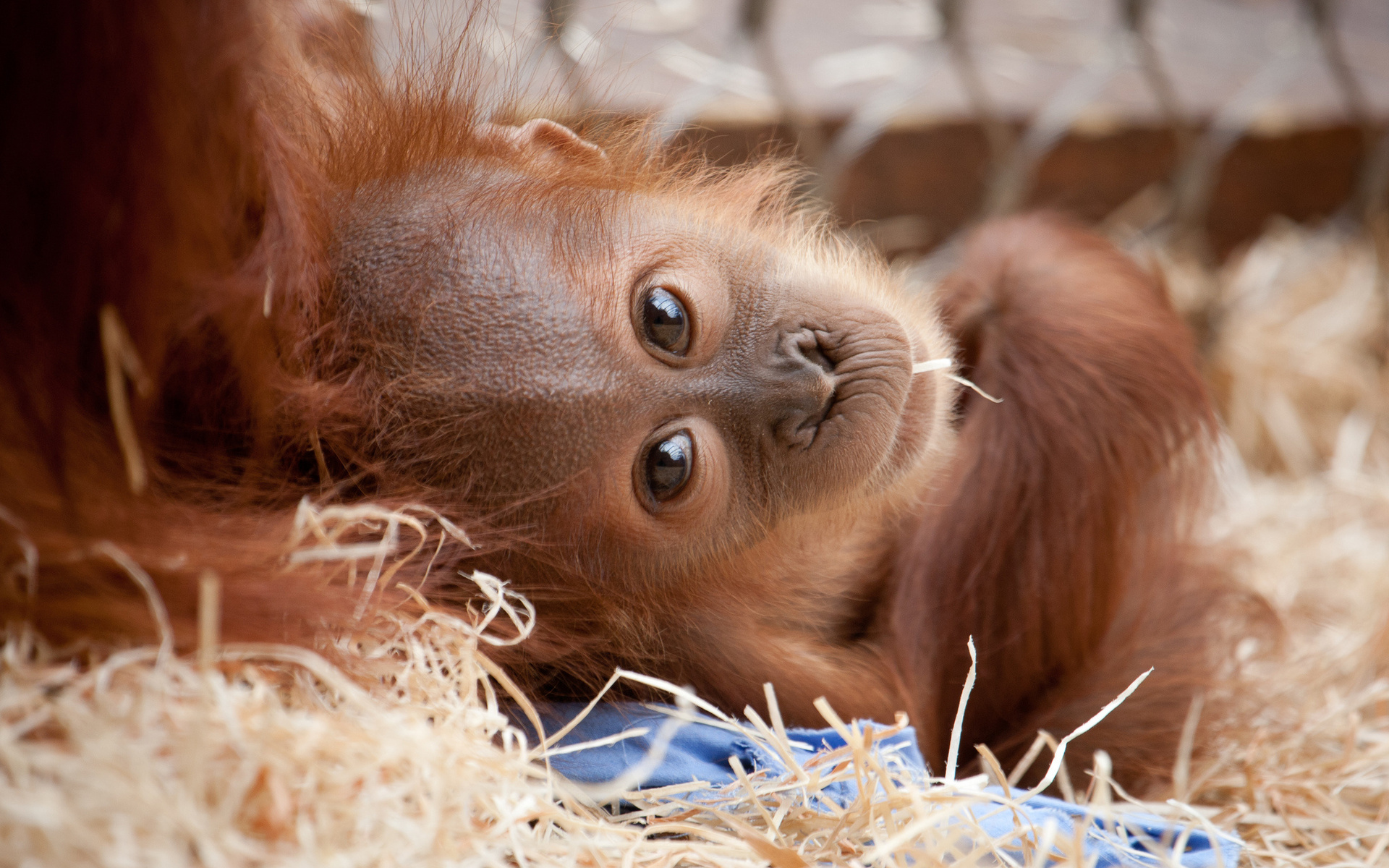 animal, orangutan, baby animal, primate, zoo, monkeys