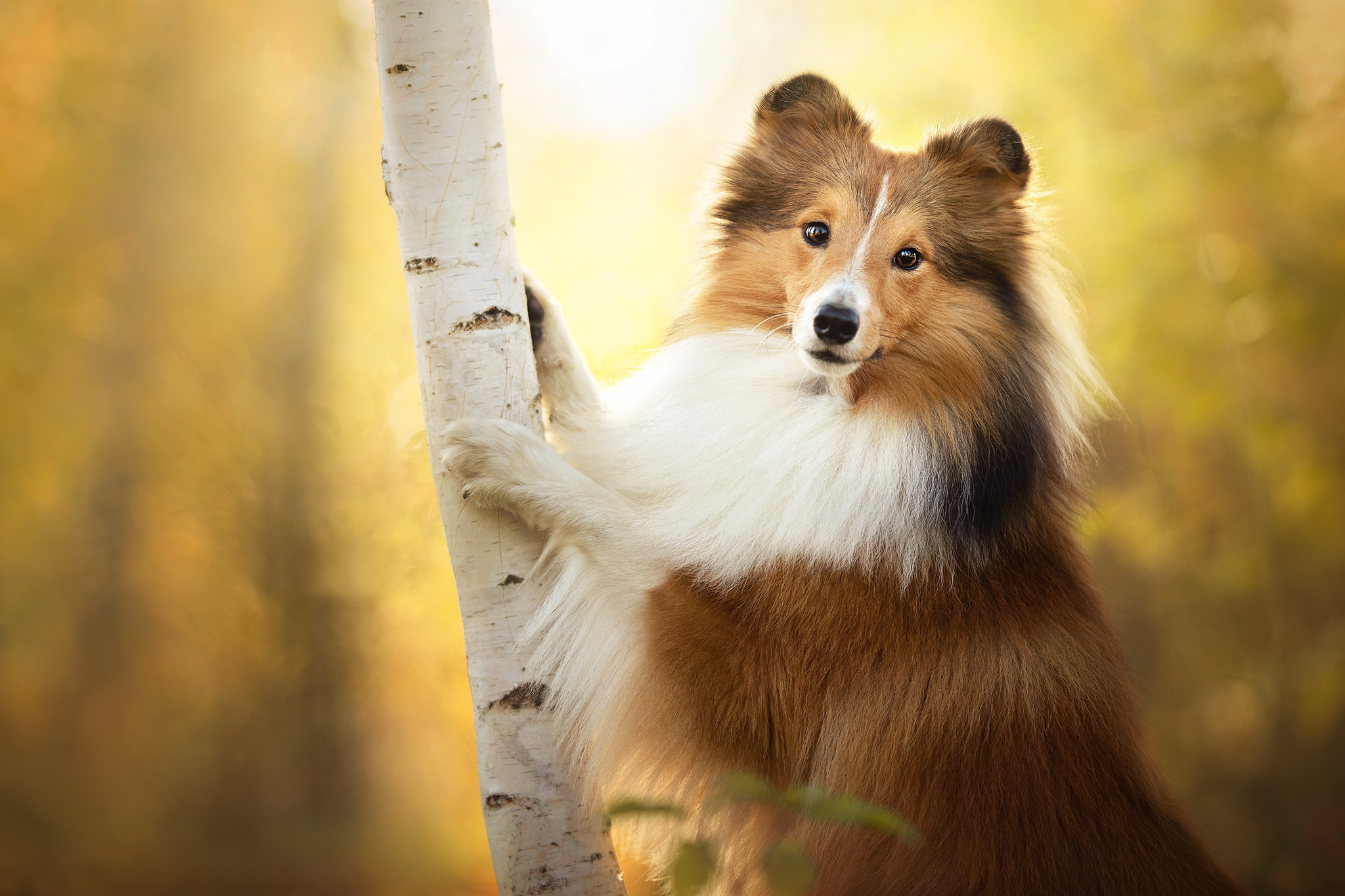 Animal Old English Sheepdog 4k Ultra HD Wallpaper