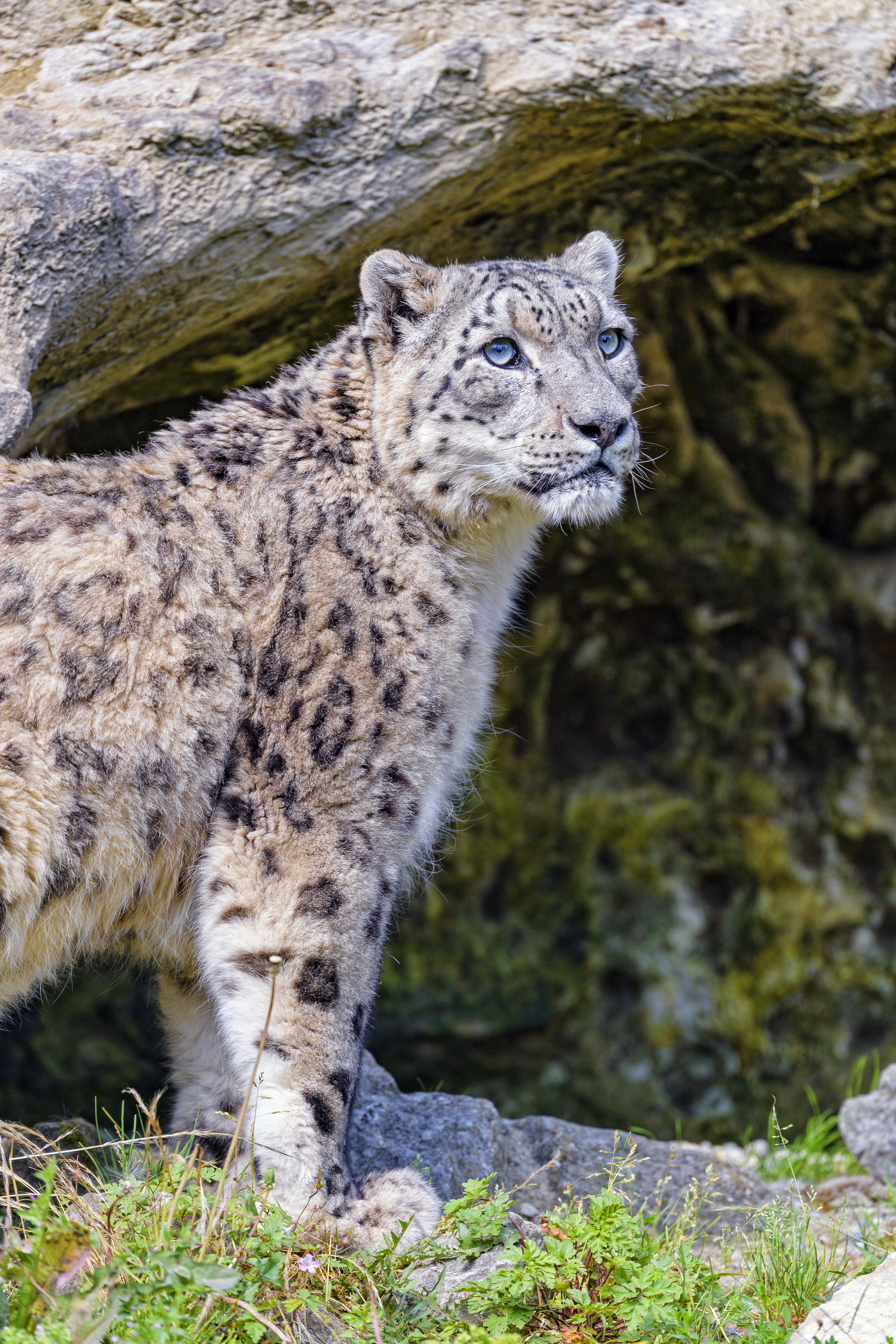 snow leopard, animals, predator, big cat, beast, irbis