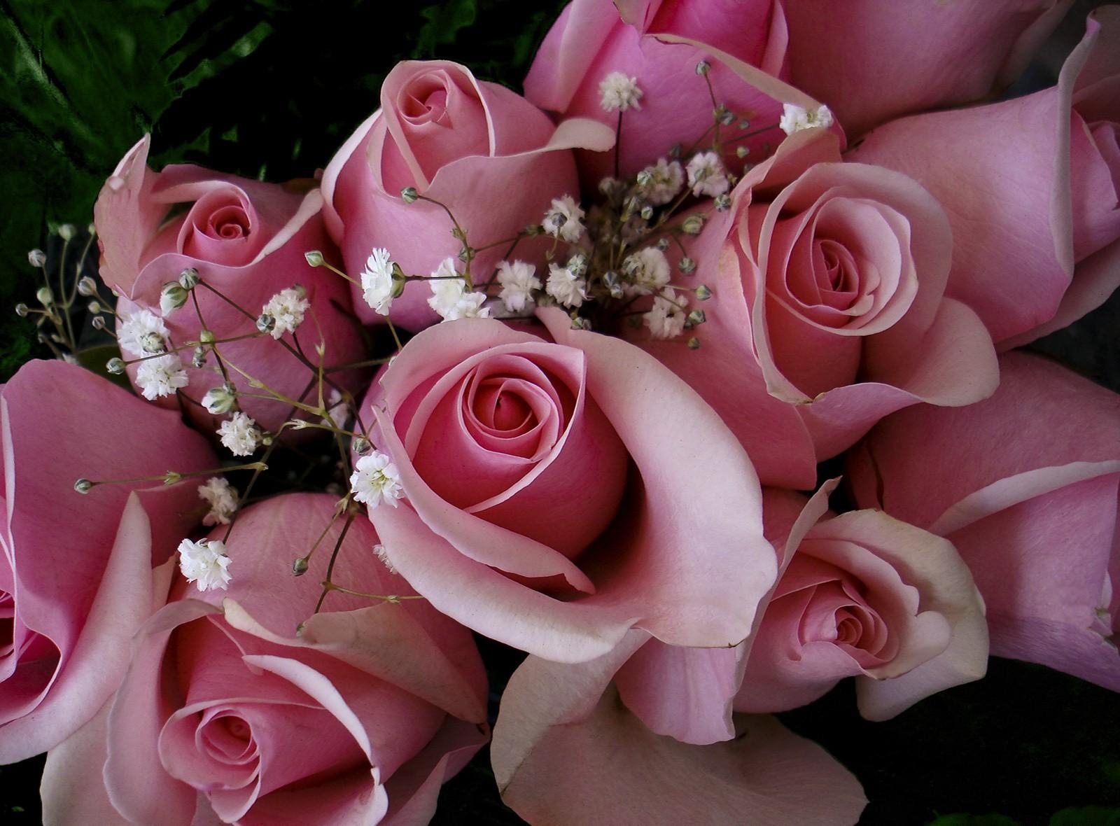 51711 завантажити шпалери рожевий, квіти, рози, букет, гіпсофіл, бутони, бутонів, рожеві - заставки і картинки безкоштовно