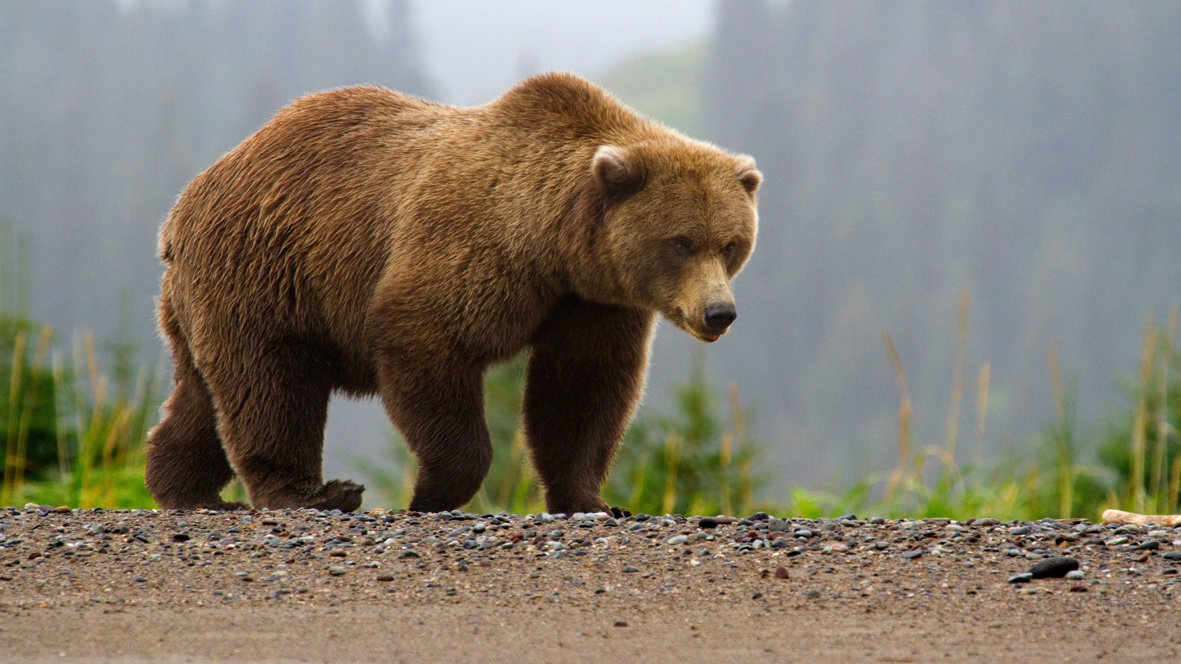 bears, animal, bear Phone Background