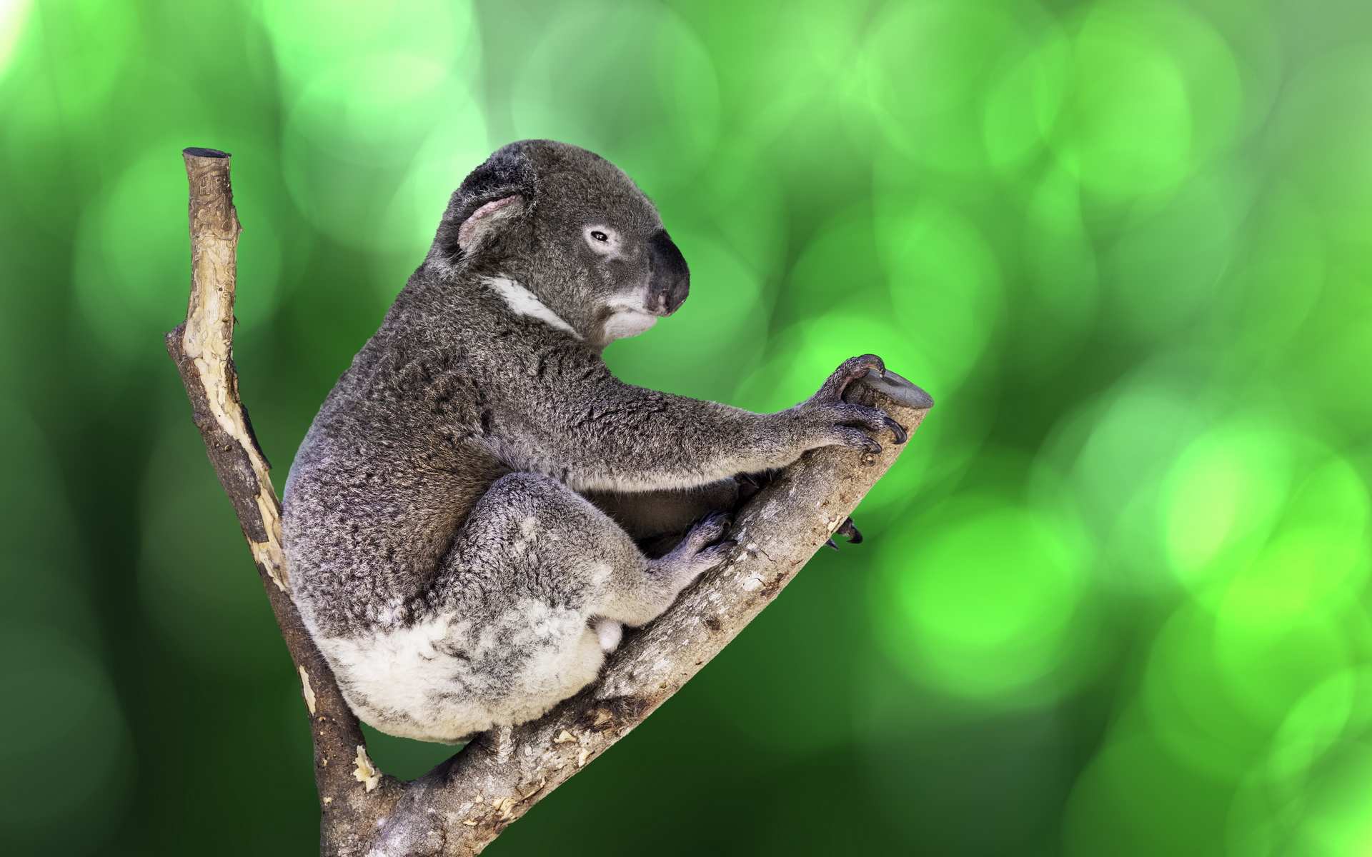685831 Hintergrundbilder und Koala Bilder auf dem Desktop. Laden Sie  Bildschirmschoner kostenlos auf den PC herunter
