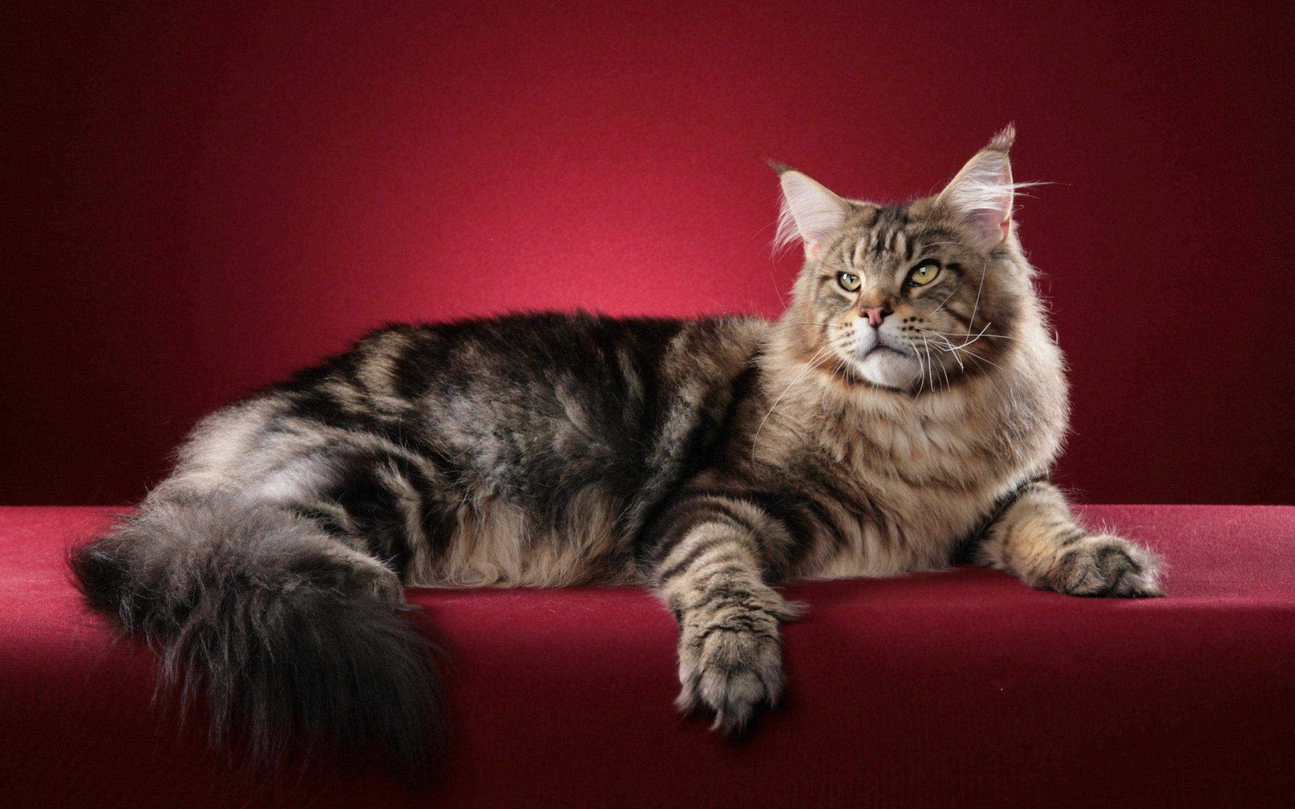 Laden Sie das Amerikanische Waldkatze, Der Kater, Maine, Flauschige, Tiere, Katze-Bild kostenlos auf Ihren PC-Desktop herunter