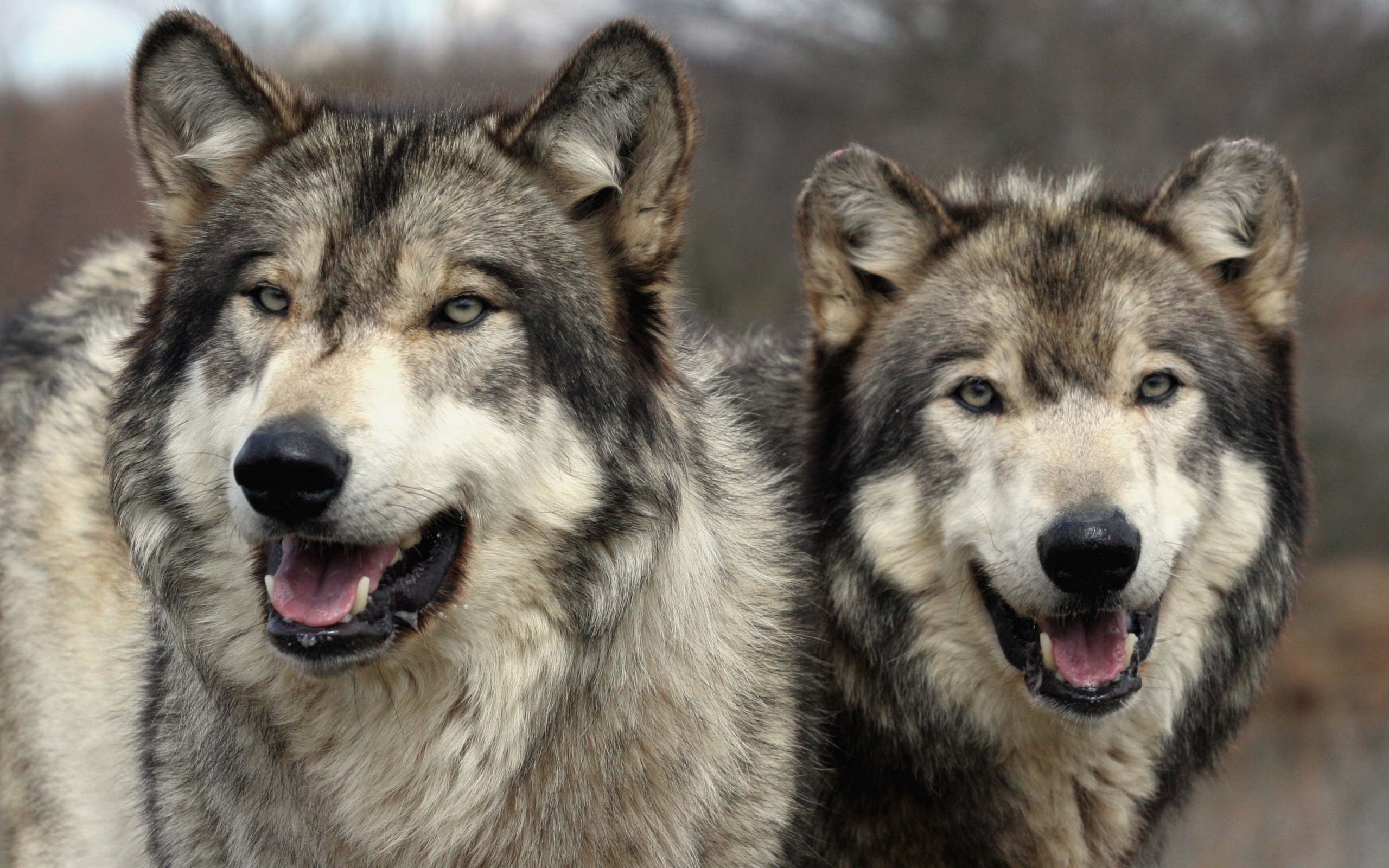 Wolfs Desktop Background Image