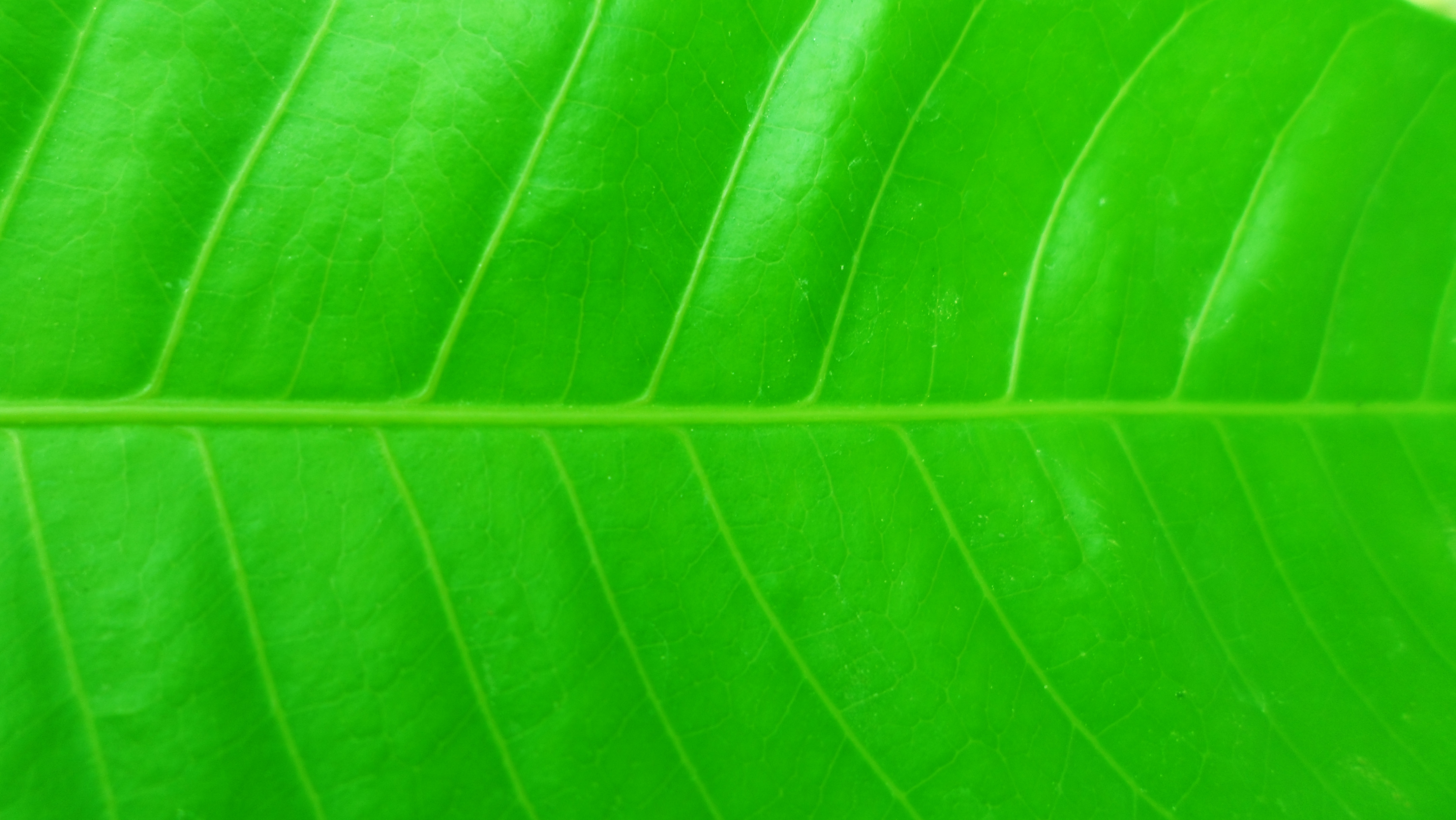 602965 free download Green wallpapers for phone,  Green images and screensavers for mobile