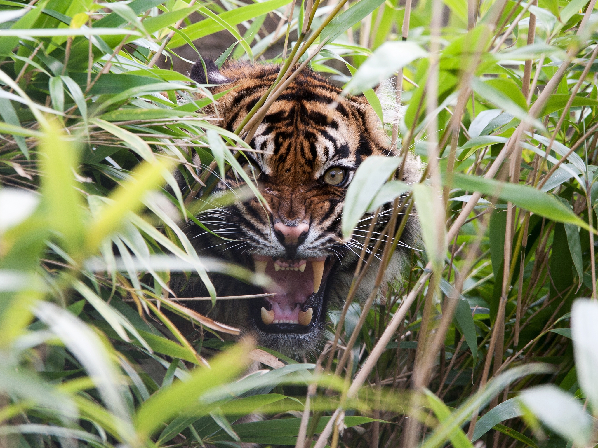 tiger, grin, mouth, animals, predator, grass, fangs, to fall, rage