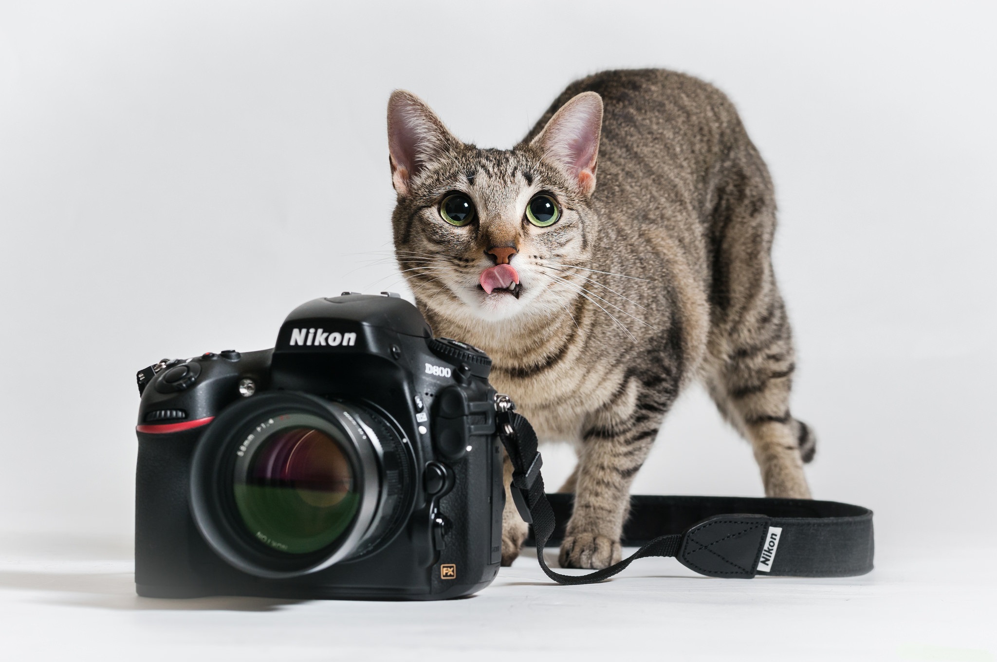 animal, cat, camera, nikon, cats