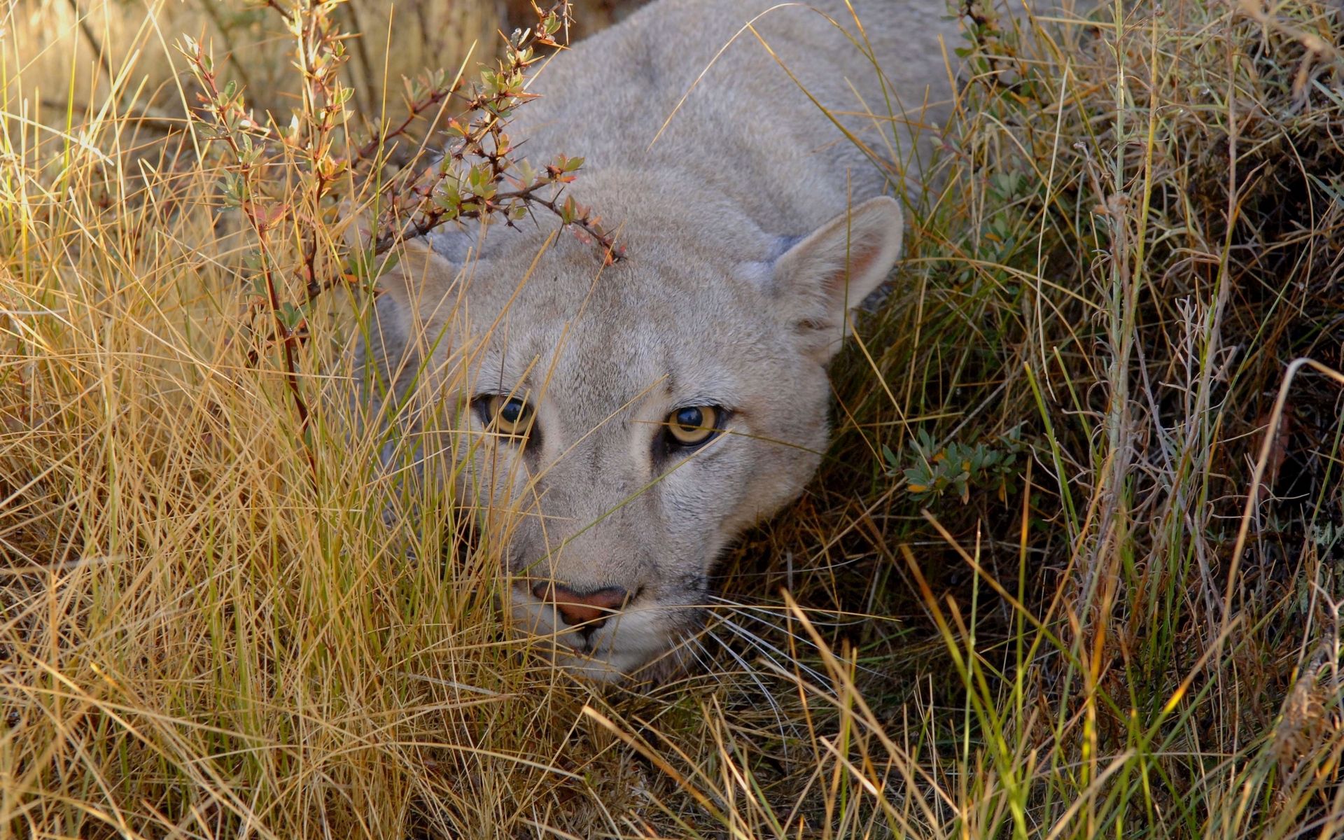 Download mobile wallpaper Hunt, Grass, Muzzle, Sight, Anger, Opinion, Big Cat, Stroll, Animals, Hunting, Lion for free.