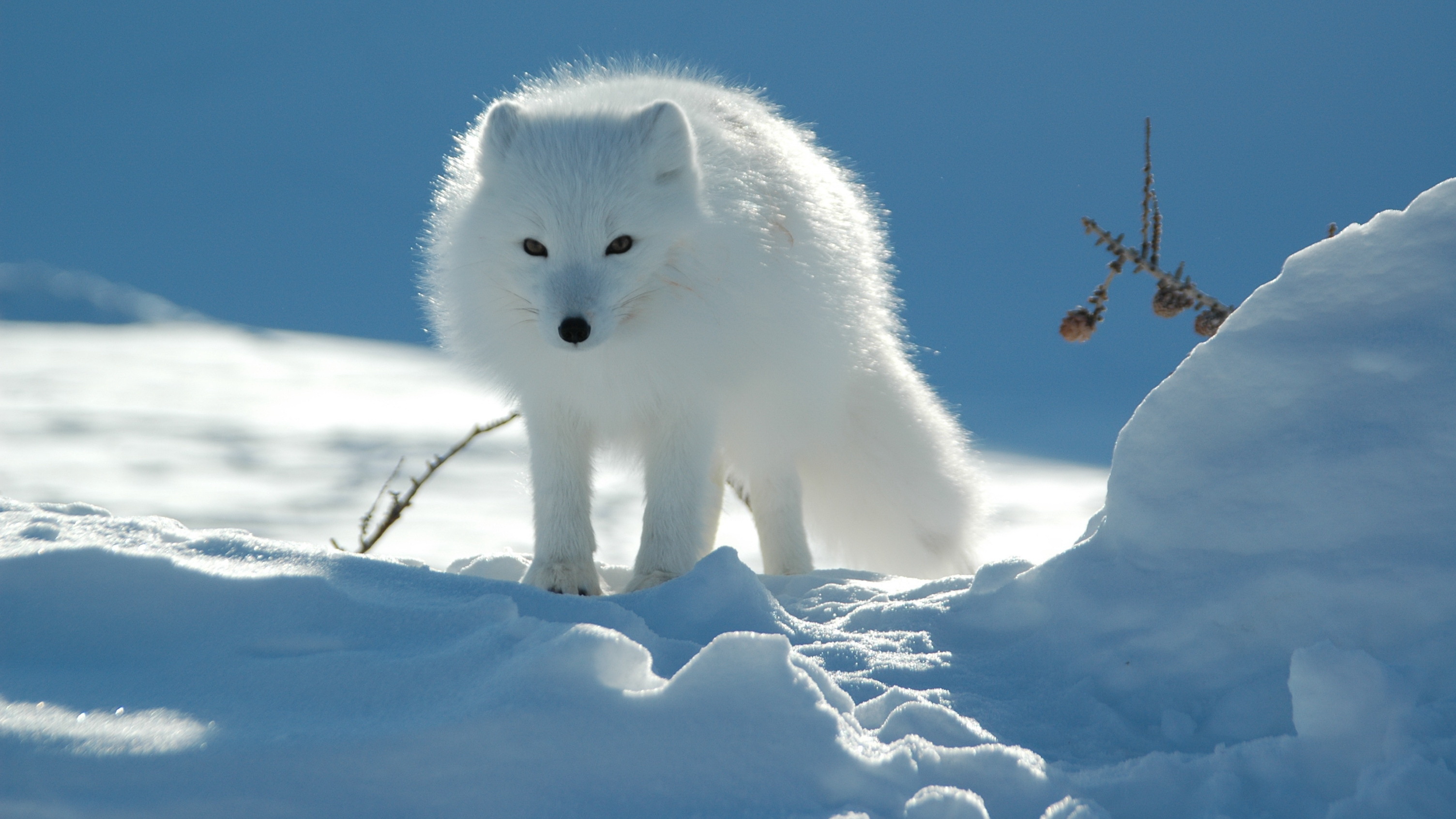 HD wallpaper animal, arctic fox, dogs