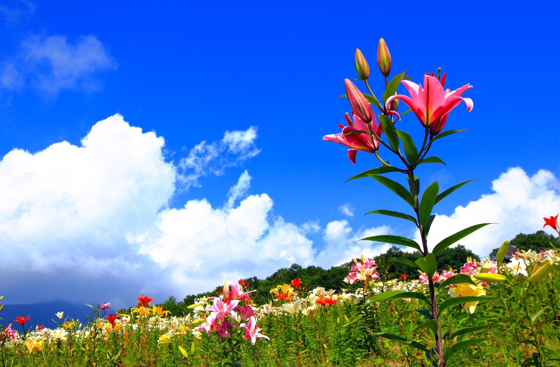 sky, positive, flowers, lilies, polyana, glade, sunny cellphone