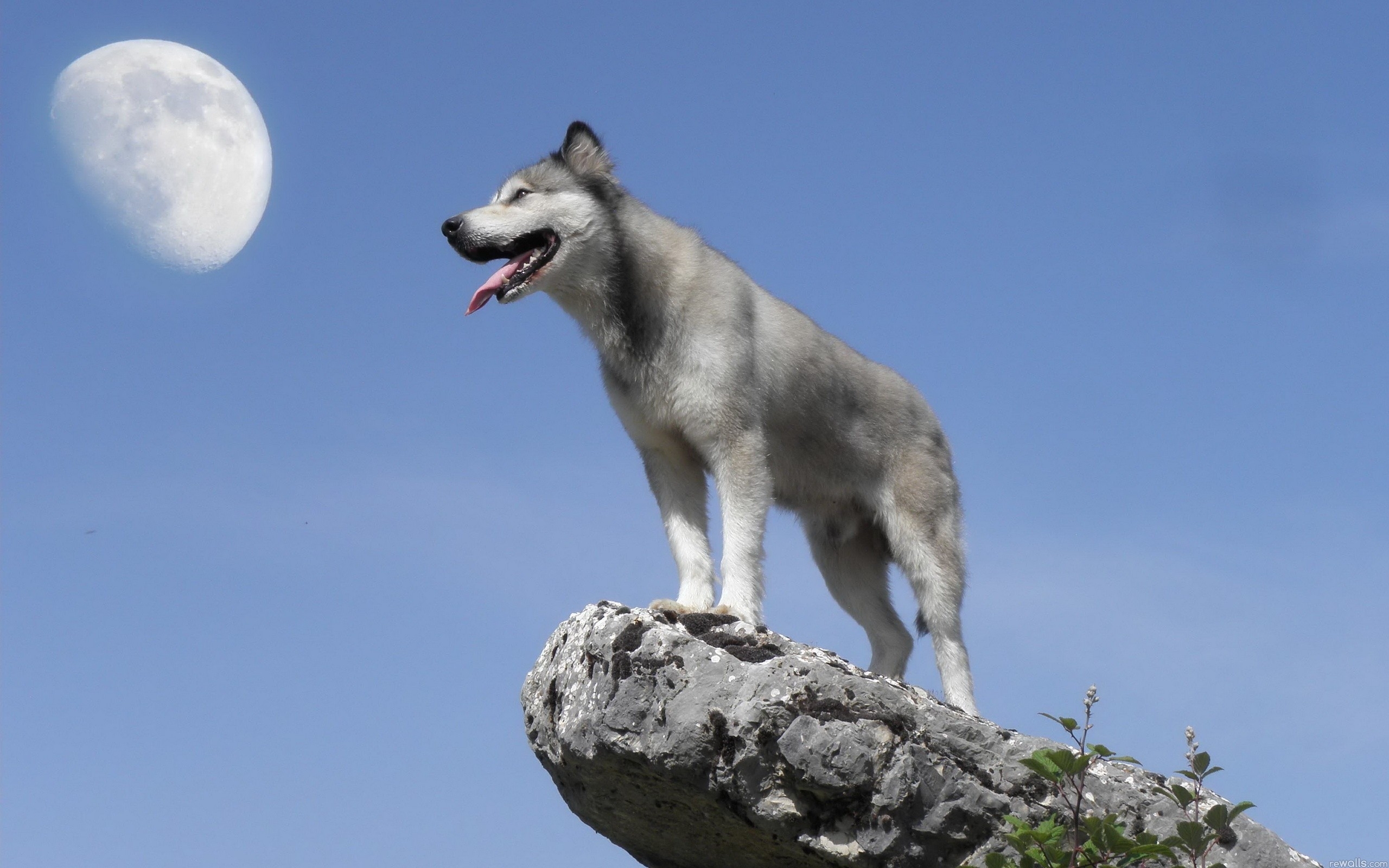 animal, gray wolf, wolves Desktop Wallpaper