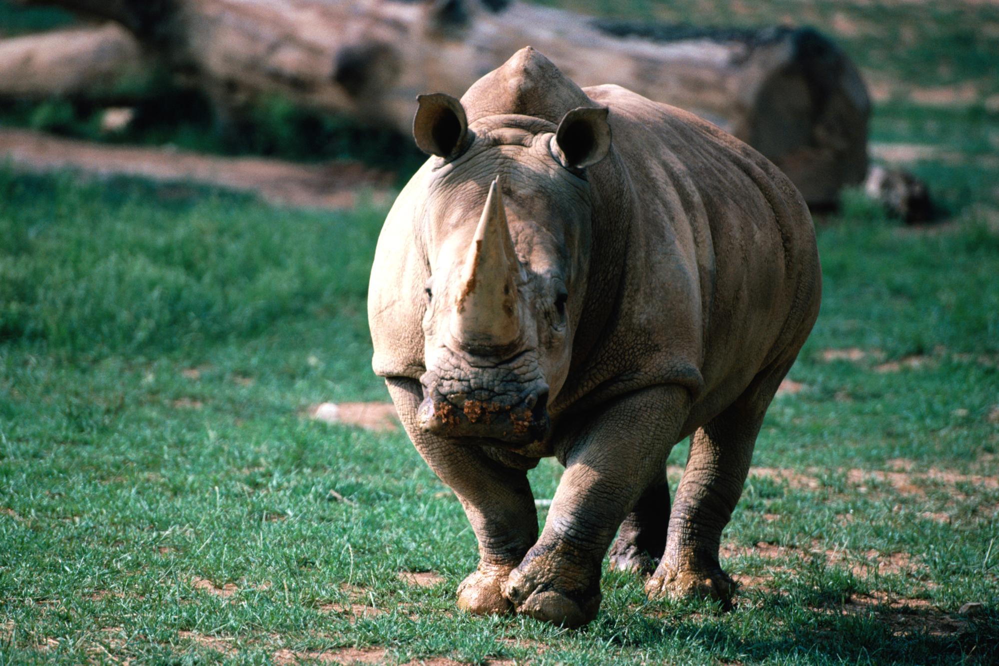 251993 скачать картинку животные, носорог - обои и заставки бесплатно