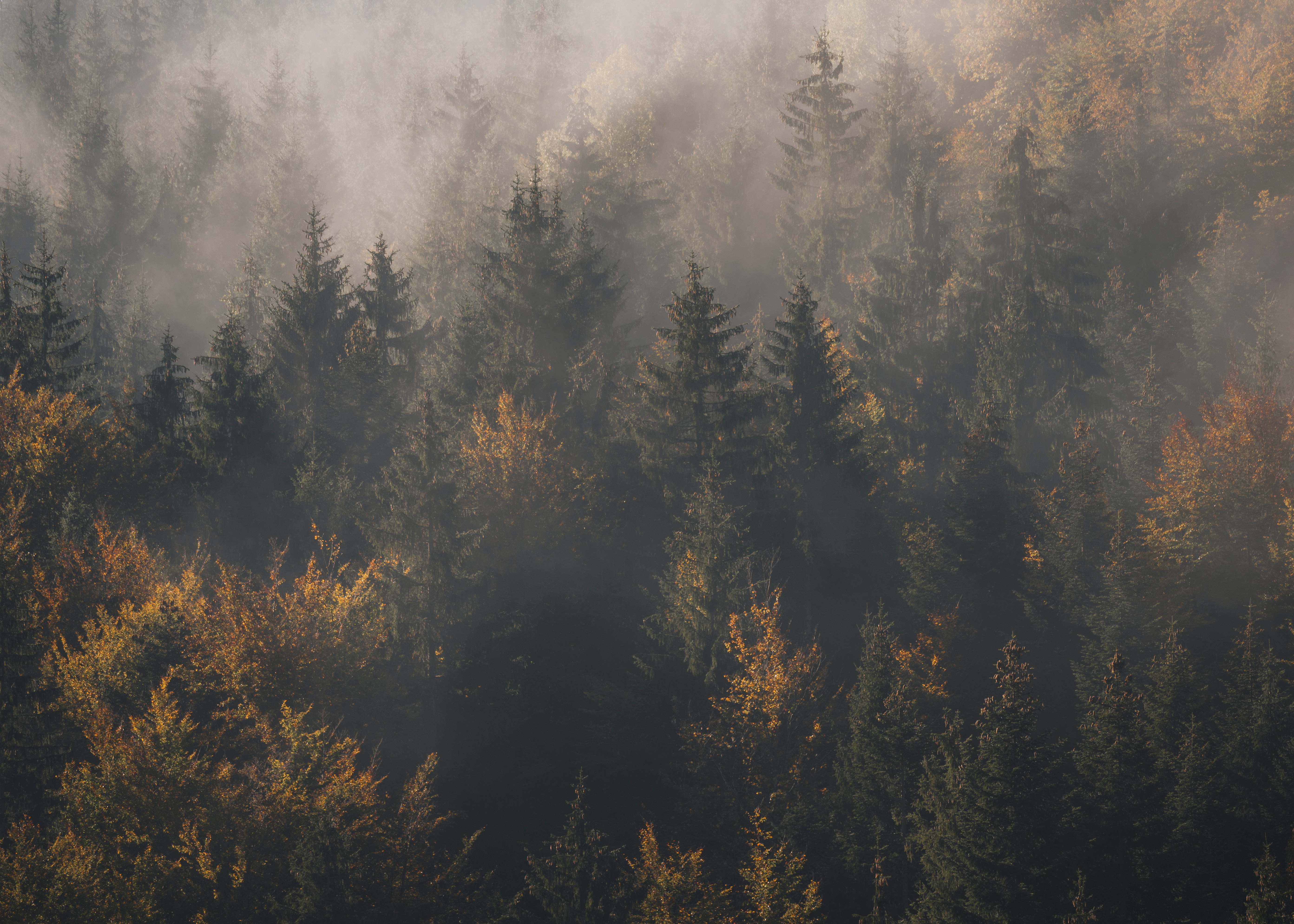 147774 免費下載壁紙 性质, 树, 松, 从上面看, 顶视图, 森林, 多雾路段, 雾 屏保和圖片