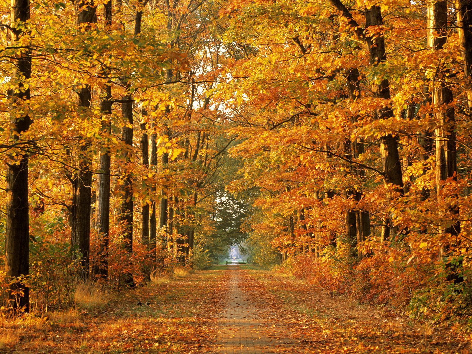 fall, way, nature, trees, autumn, road, leaf fall, alley, path, october