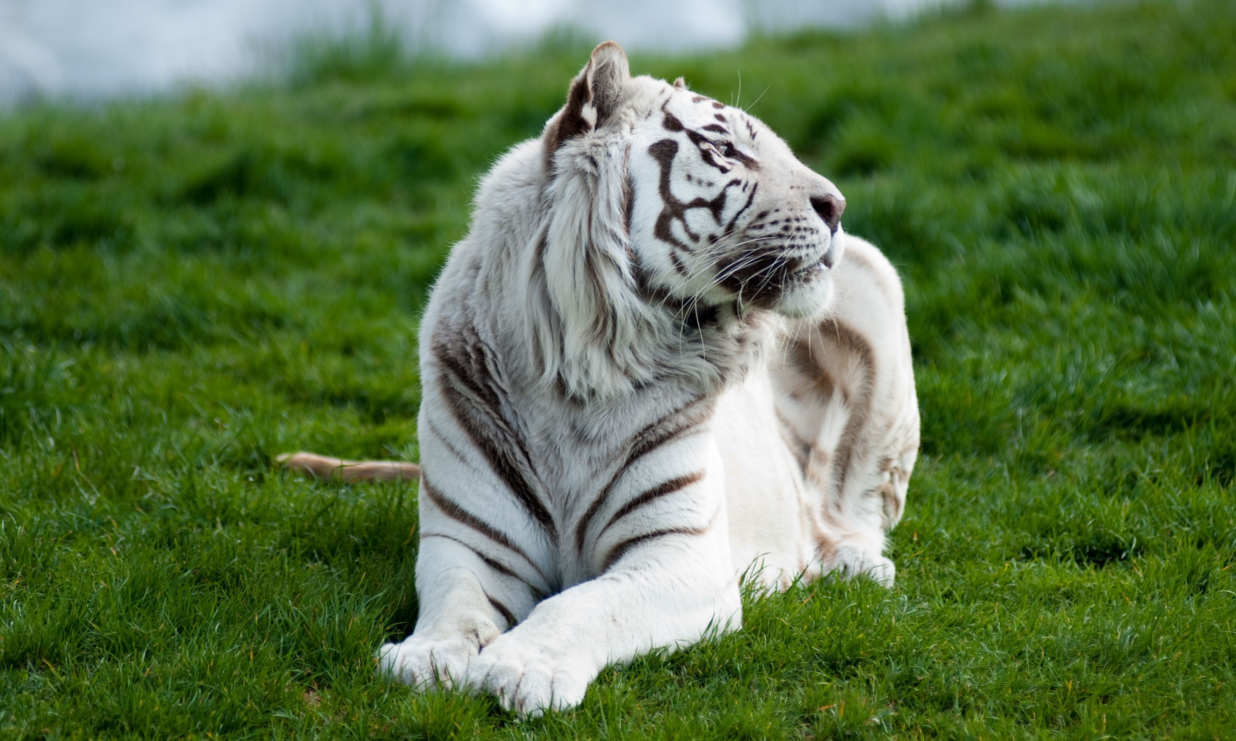 animals, grass, to lie down, lie, predator, big cat, tiger, albino High Definition image