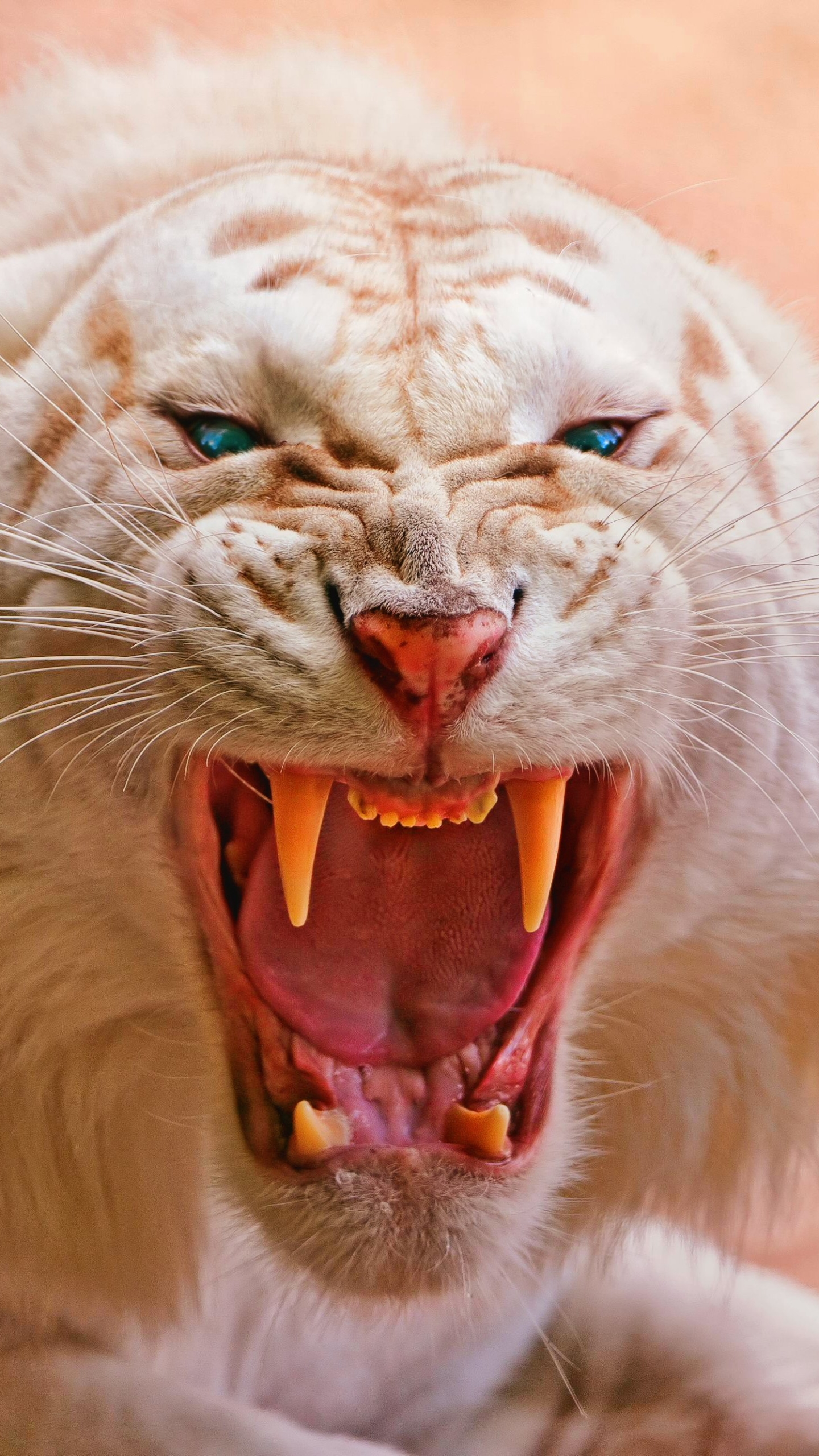 1087082 Hintergrundbild herunterladen tiere, weißer tiger, albino, säugetier, sibirisch, tiger, katze, katzen - Bildschirmschoner und Bilder kostenlos