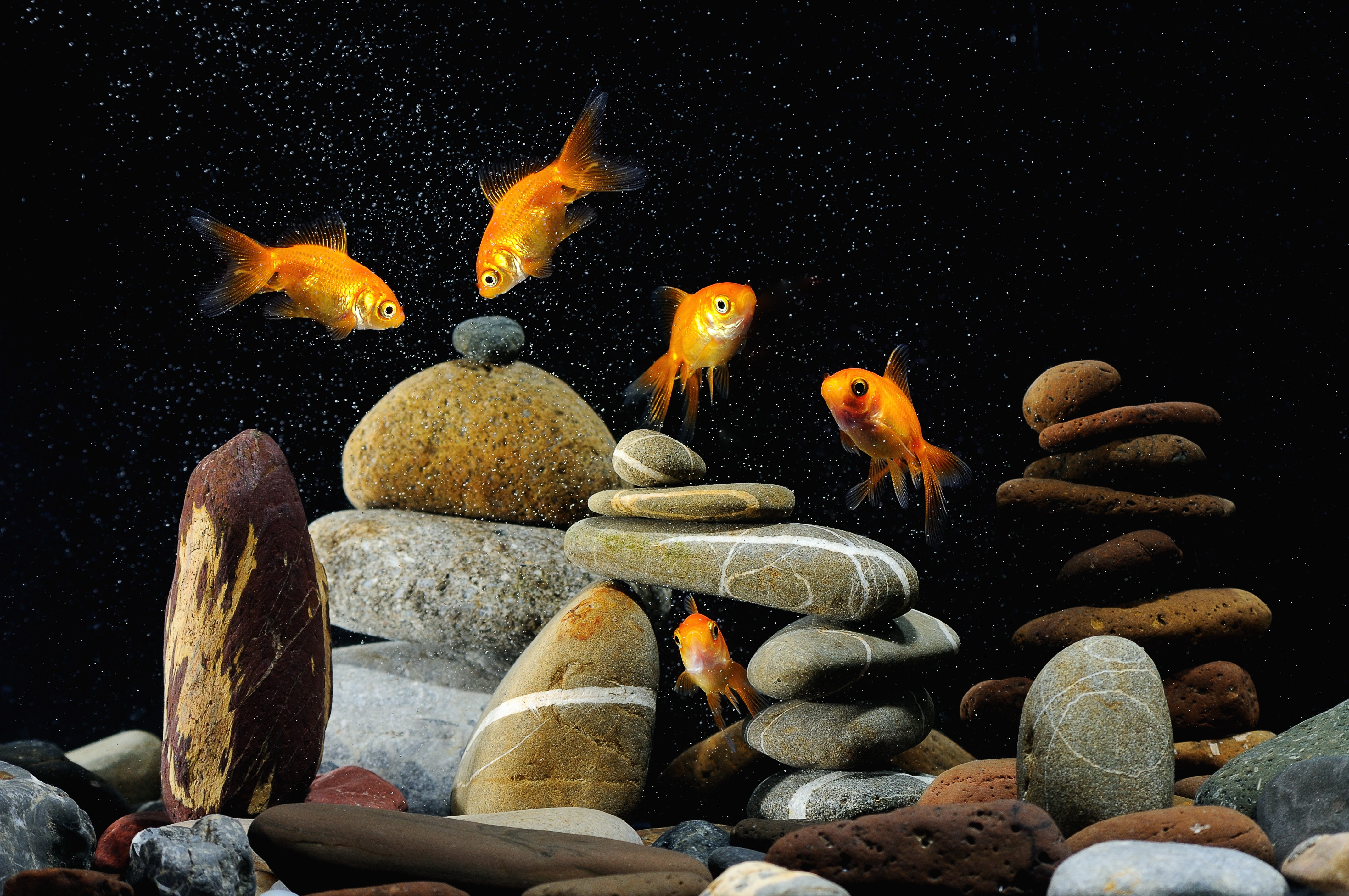 animals, fishes, aquarium, black background, stones