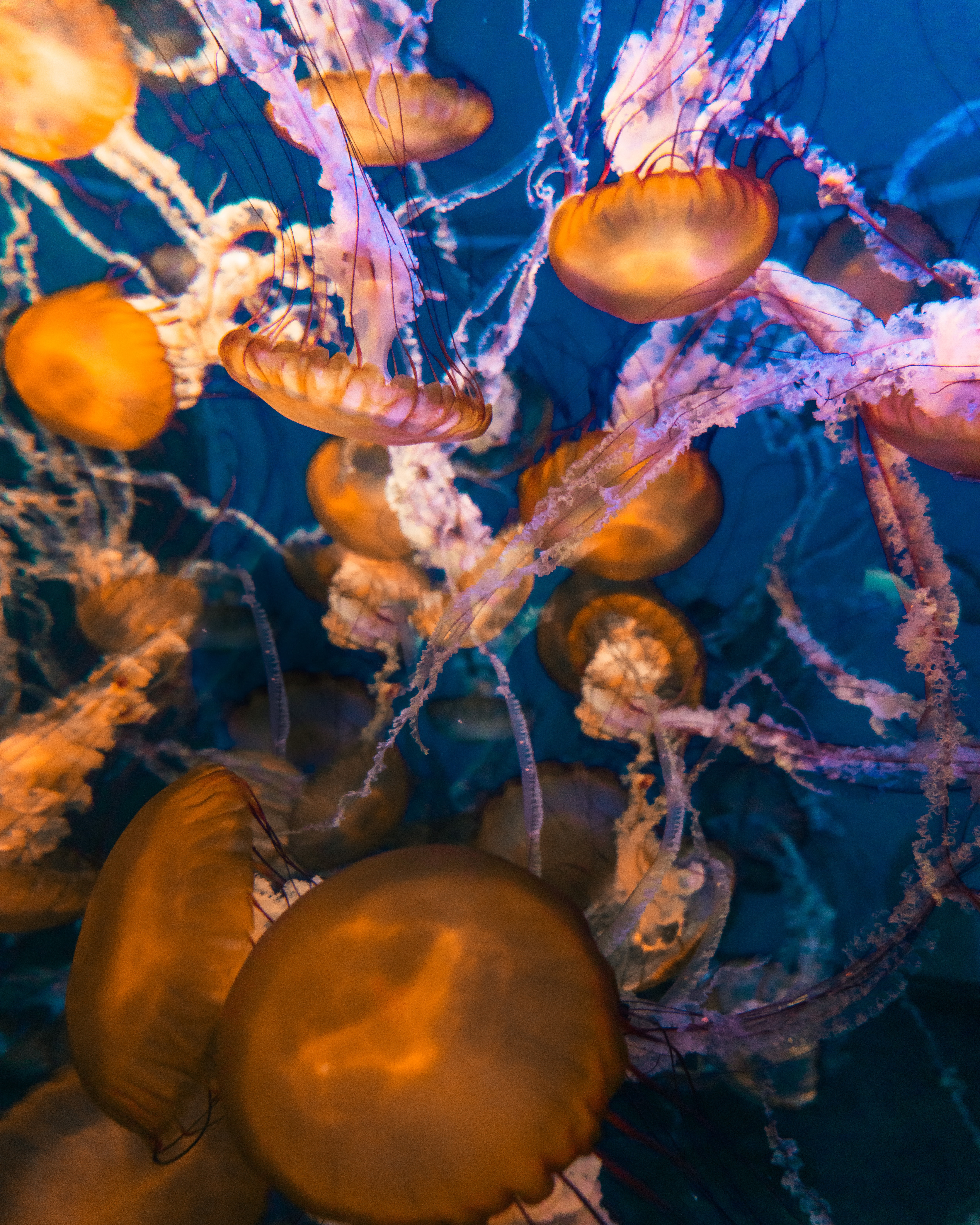 116668 Hintergrundbild herunterladen tiere, wasser, jellyfish, makro, unter dem wasser, unterwasser - Bildschirmschoner und Bilder kostenlos