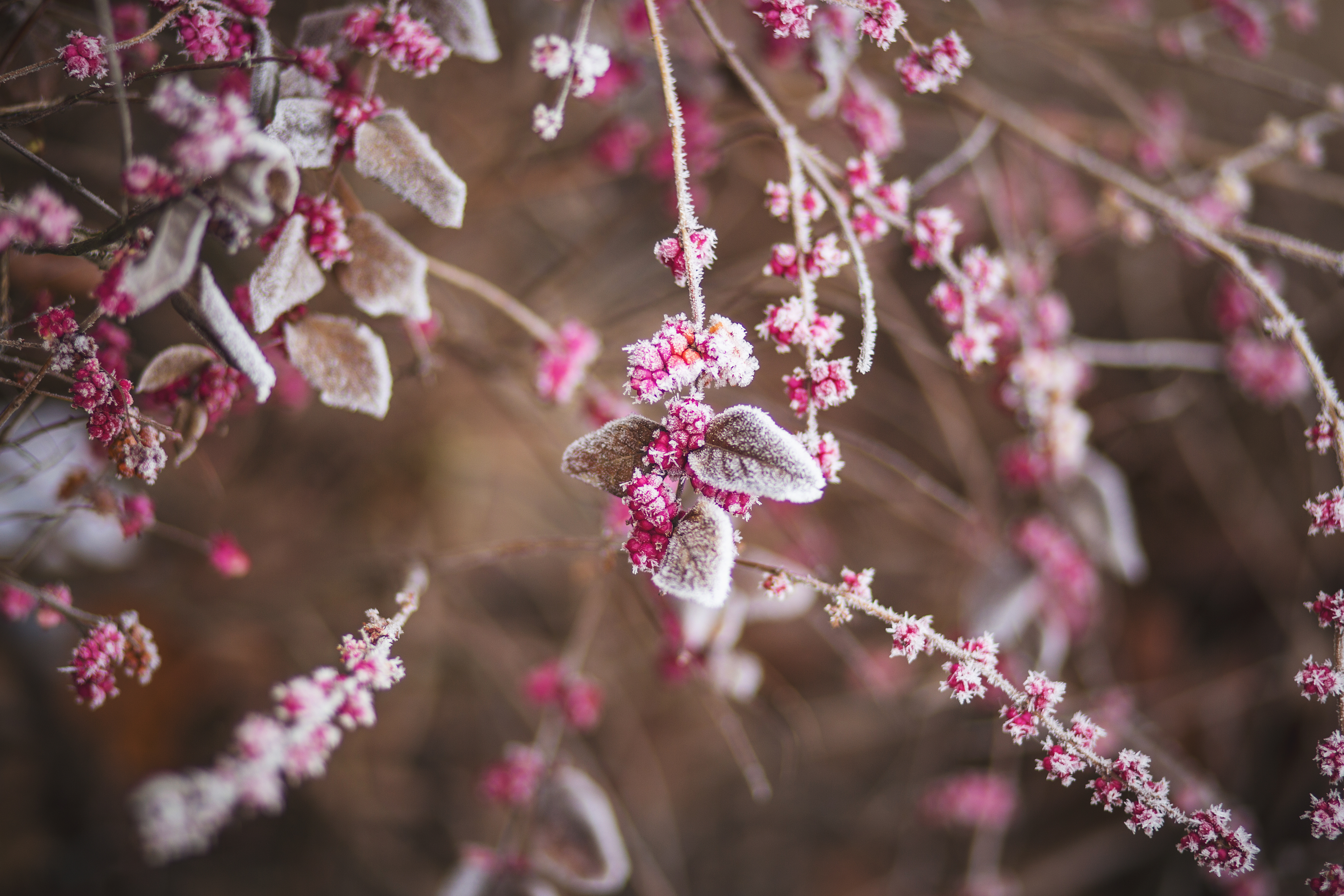 frost, flowers, snow, macro, branch, hoarfrost