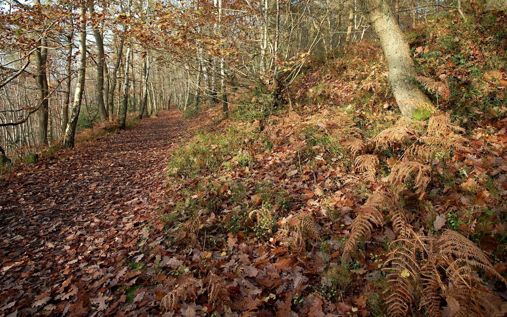 Download mobile wallpaper Path, Trail, Oak, Fern, Forest, Leaves, Nature, Autumn for free.