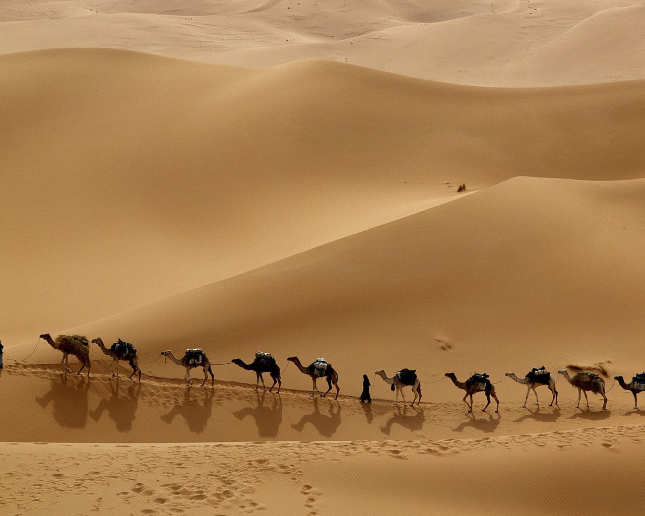 1436625 Hintergrundbild herunterladen tiere, kamel - Bildschirmschoner und Bilder kostenlos