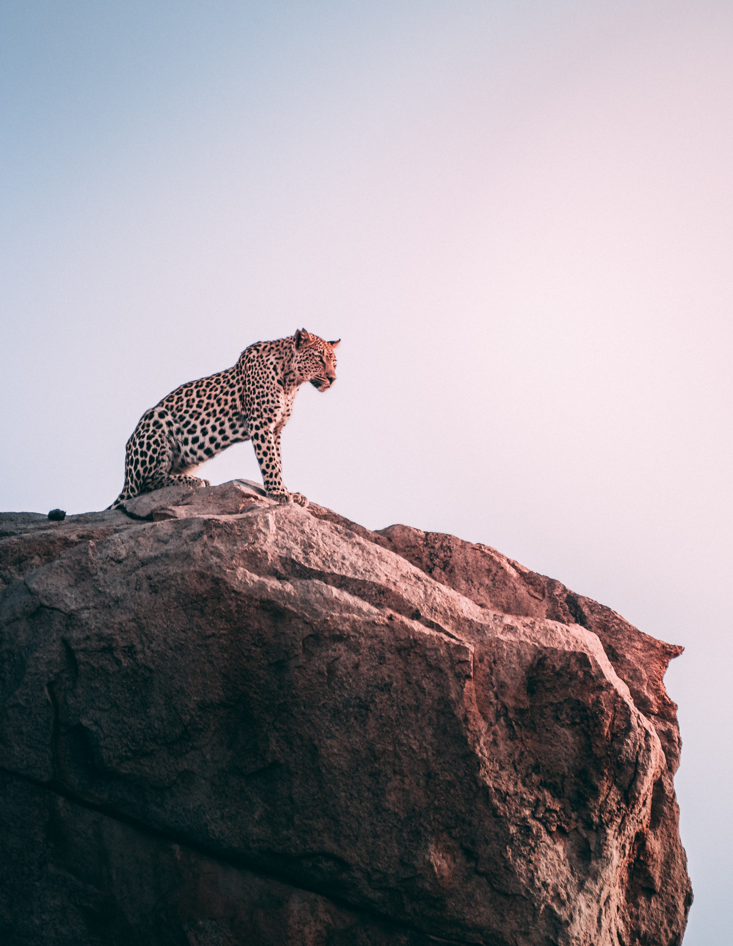 Download mobile wallpaper Rock, Animals, Leopard, Predator, Big Cat for free.