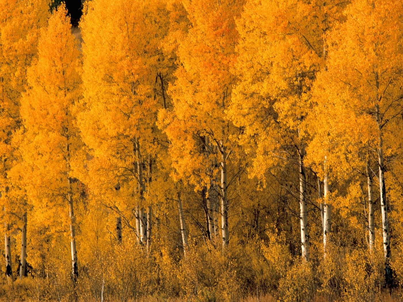 autumn, landscape, nature, trees, birches, orange
