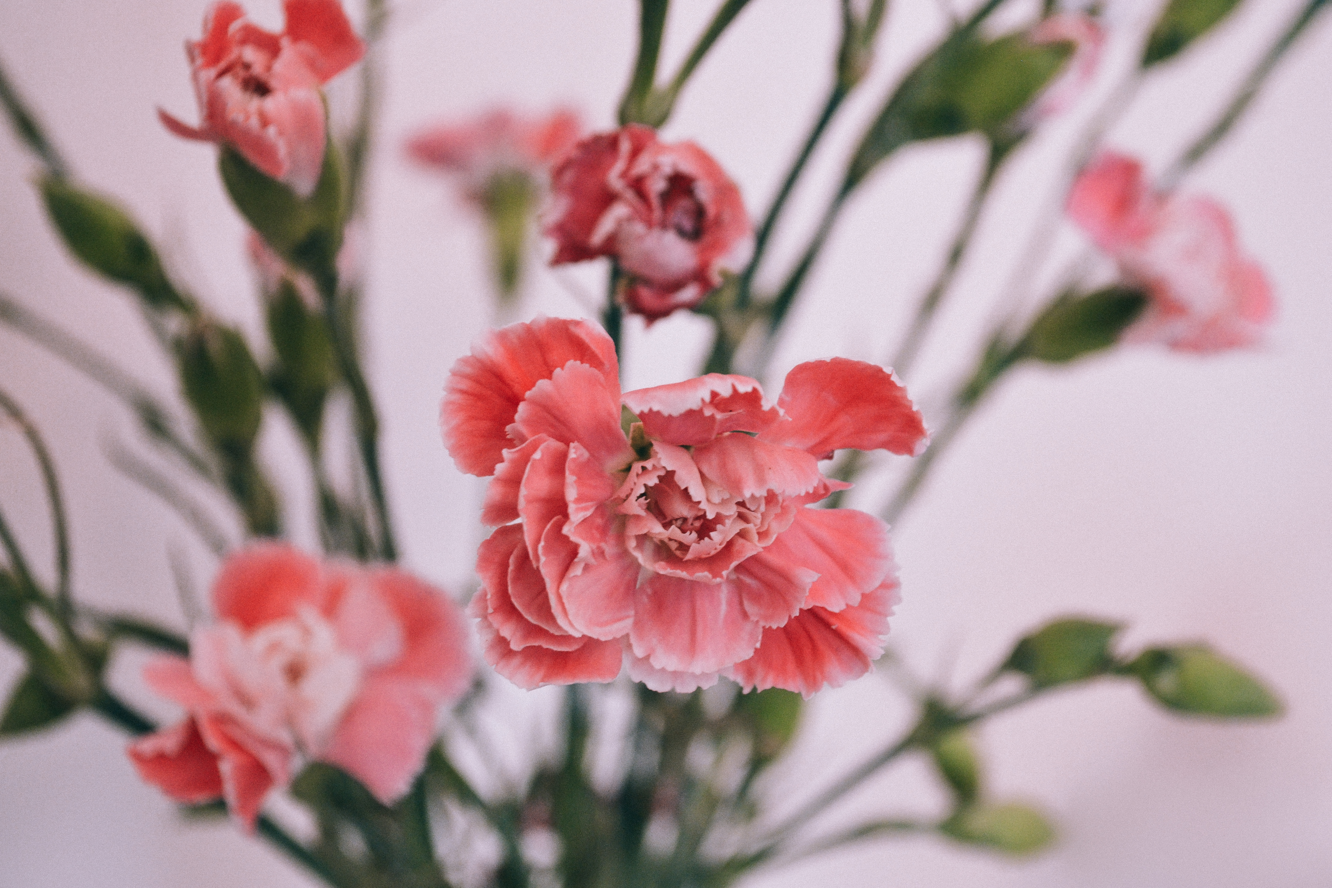 carnations, smooth, flowers, petals, bud, blur
