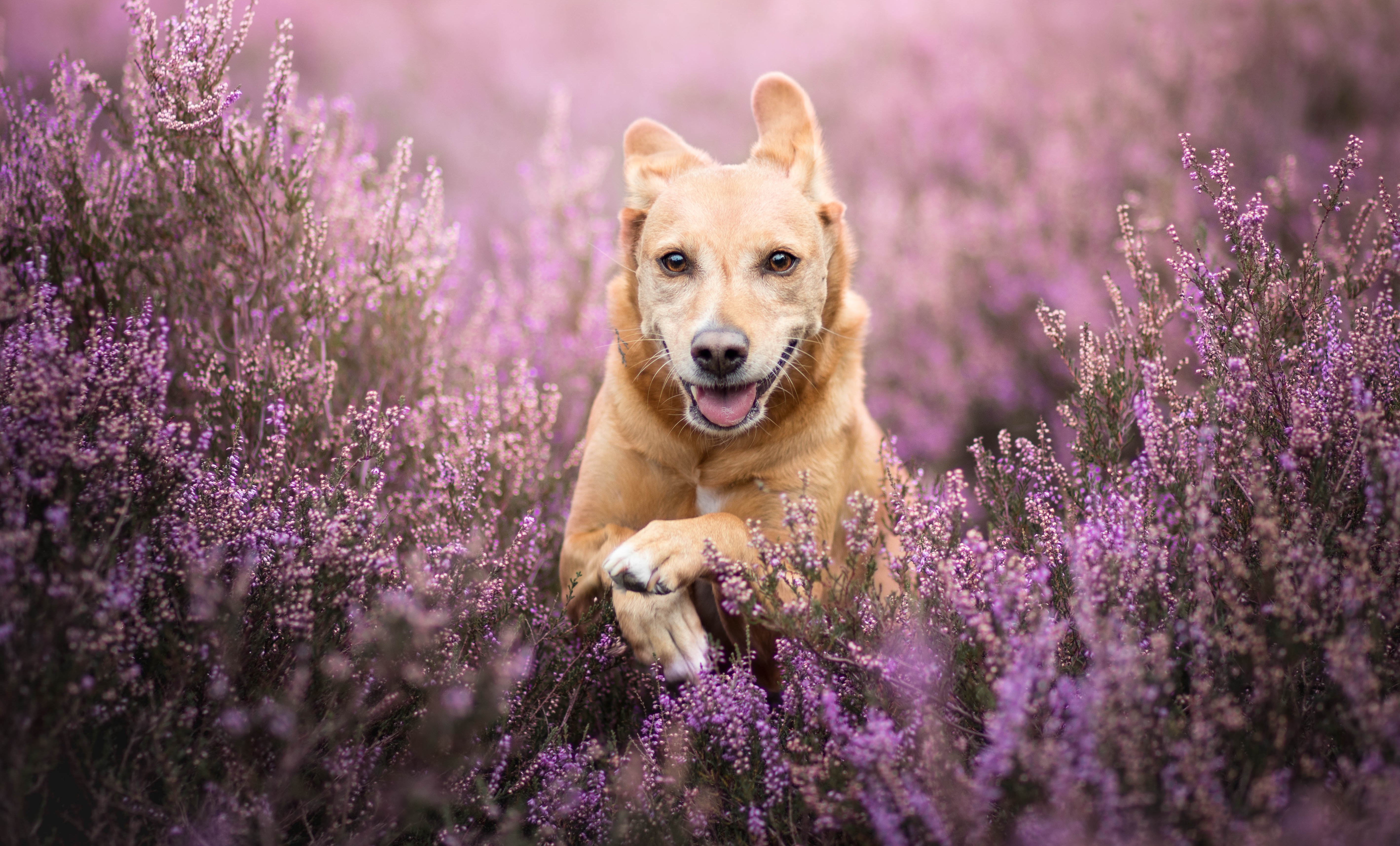 Собака с фиолетовым окрасом