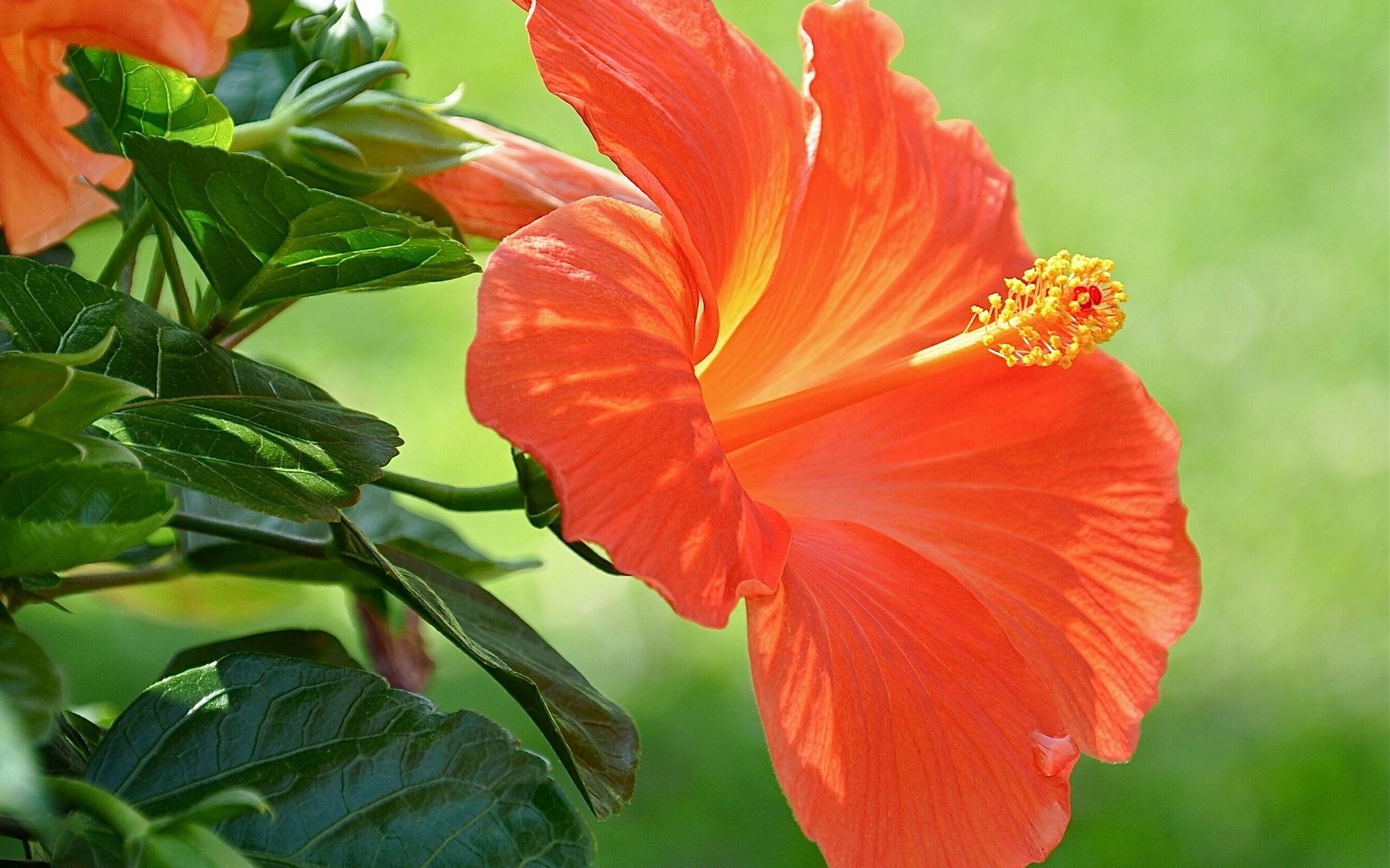 Download mobile wallpaper Hibiscus, Flowers, Flower, Earth for free.