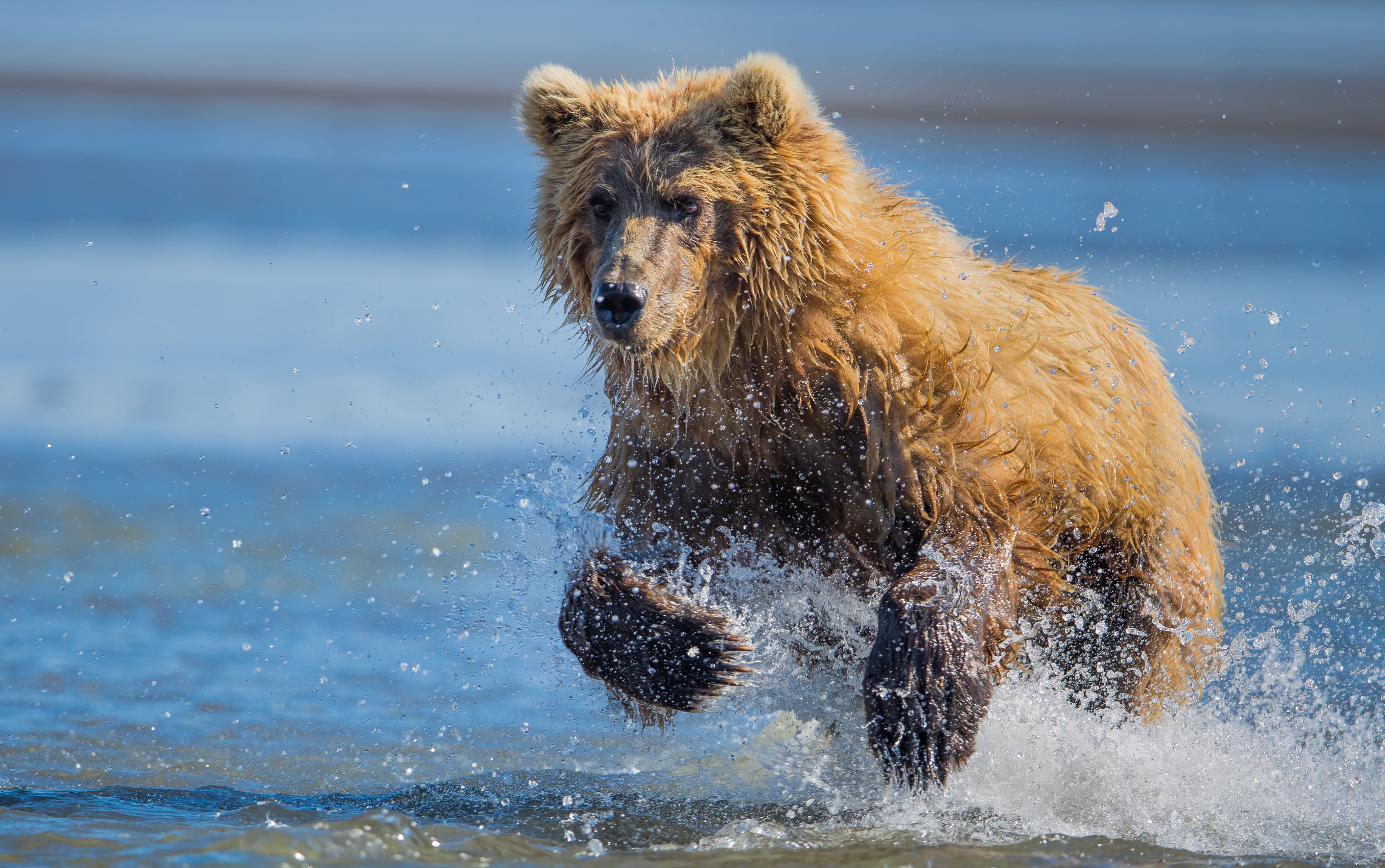 Какая скорость бега у медведя. Медведь Гризли бежит. Медведь Гризли. Бурый медведь бежит. Бурый медведь.