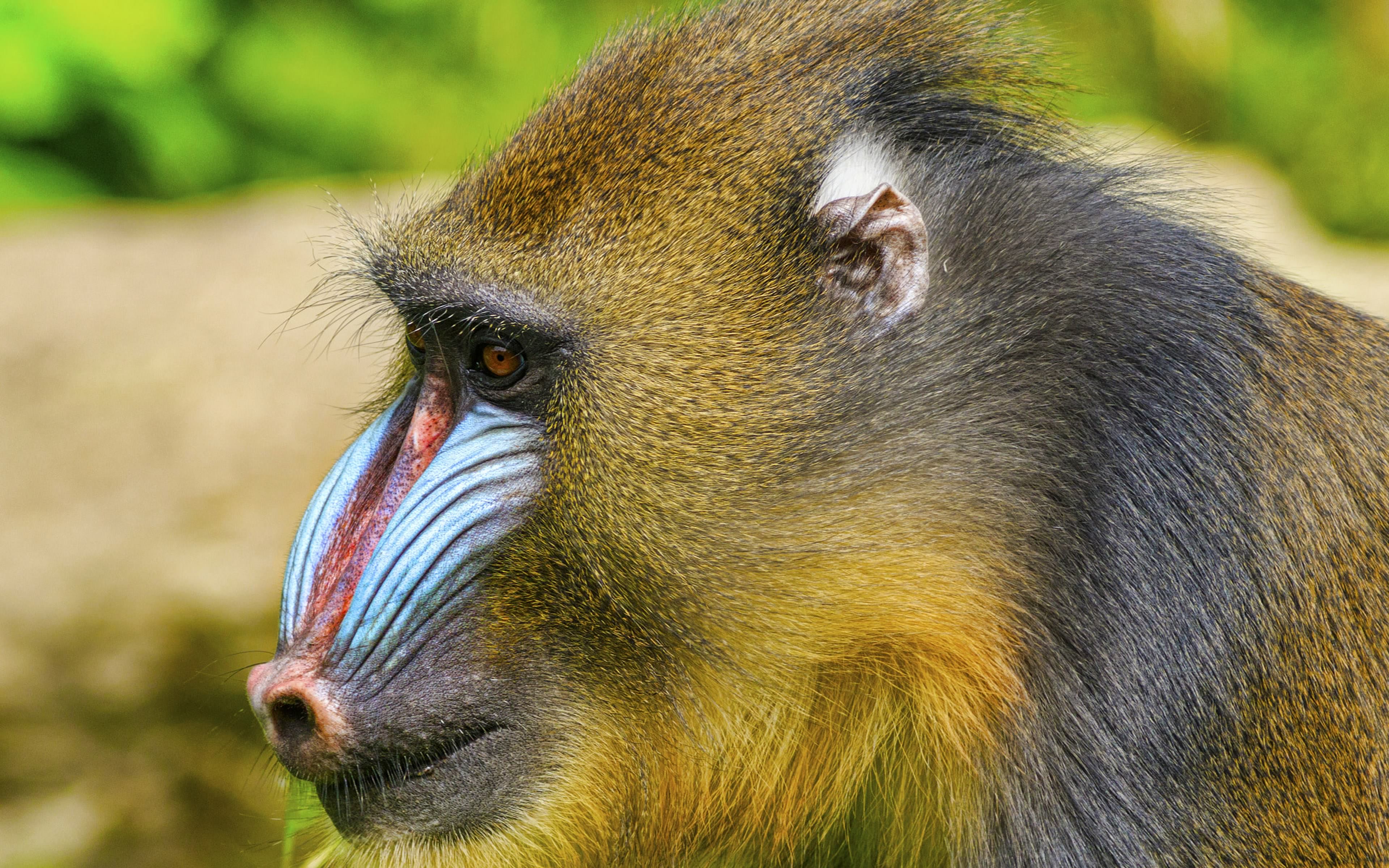 459901 descargar imagen mandril, animales, monos: fondos de pantalla y protectores de pantalla gratis