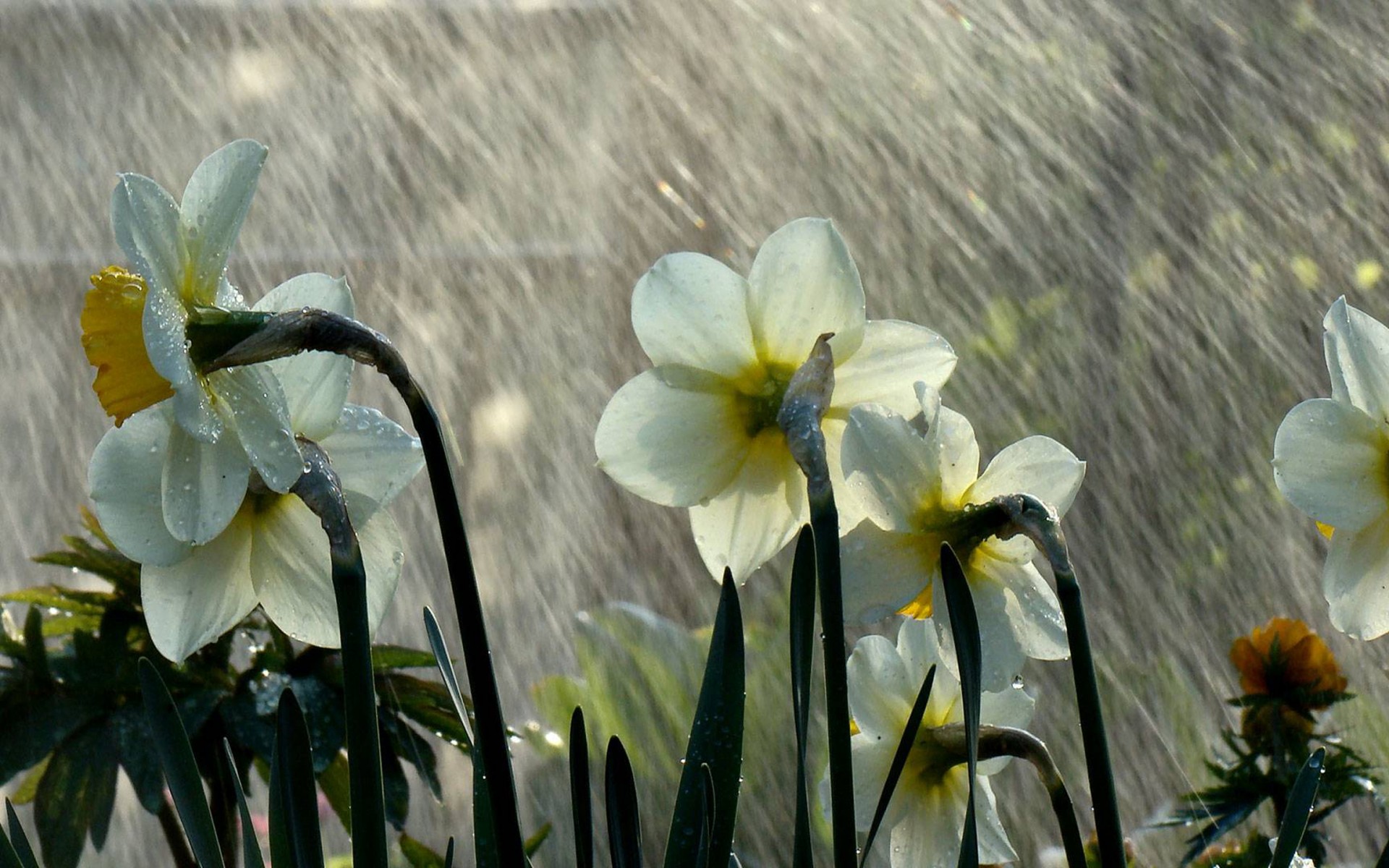 Весна цветы дождь