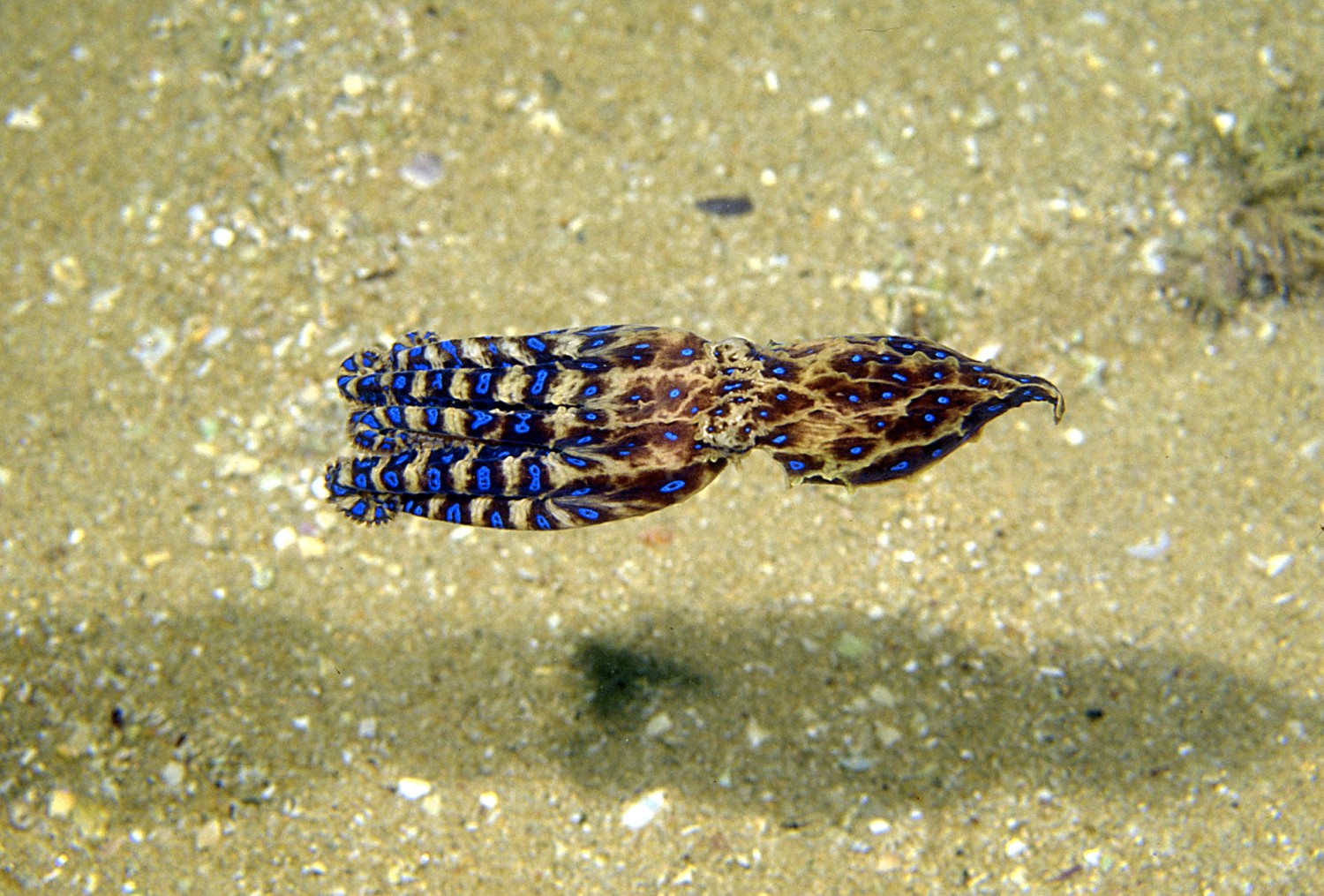 animal, blue ringed octopus, octopus QHD