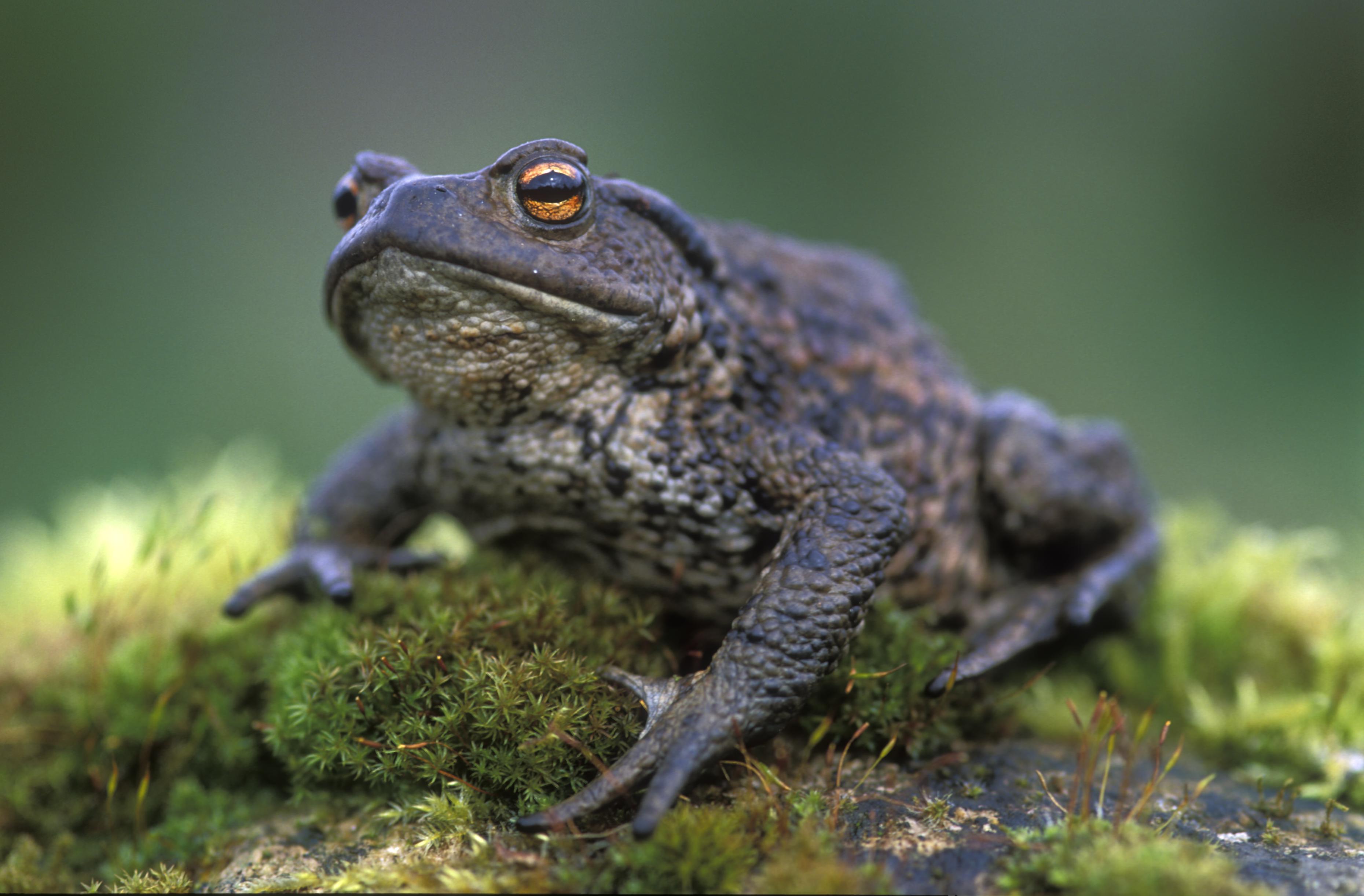 Обыкновенная жаба (Bufo Bufo)